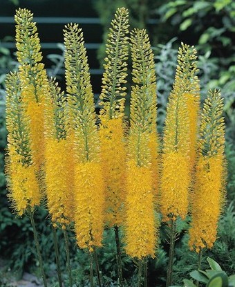 265133_elbo46511_VP Mehrere hohe Eremurus-Steppenkerzen mit dicht stehenden, goldgelben, kerzenartigen Blütenrispen in einem Gartenbeet, umgeben von grünen Blättern.