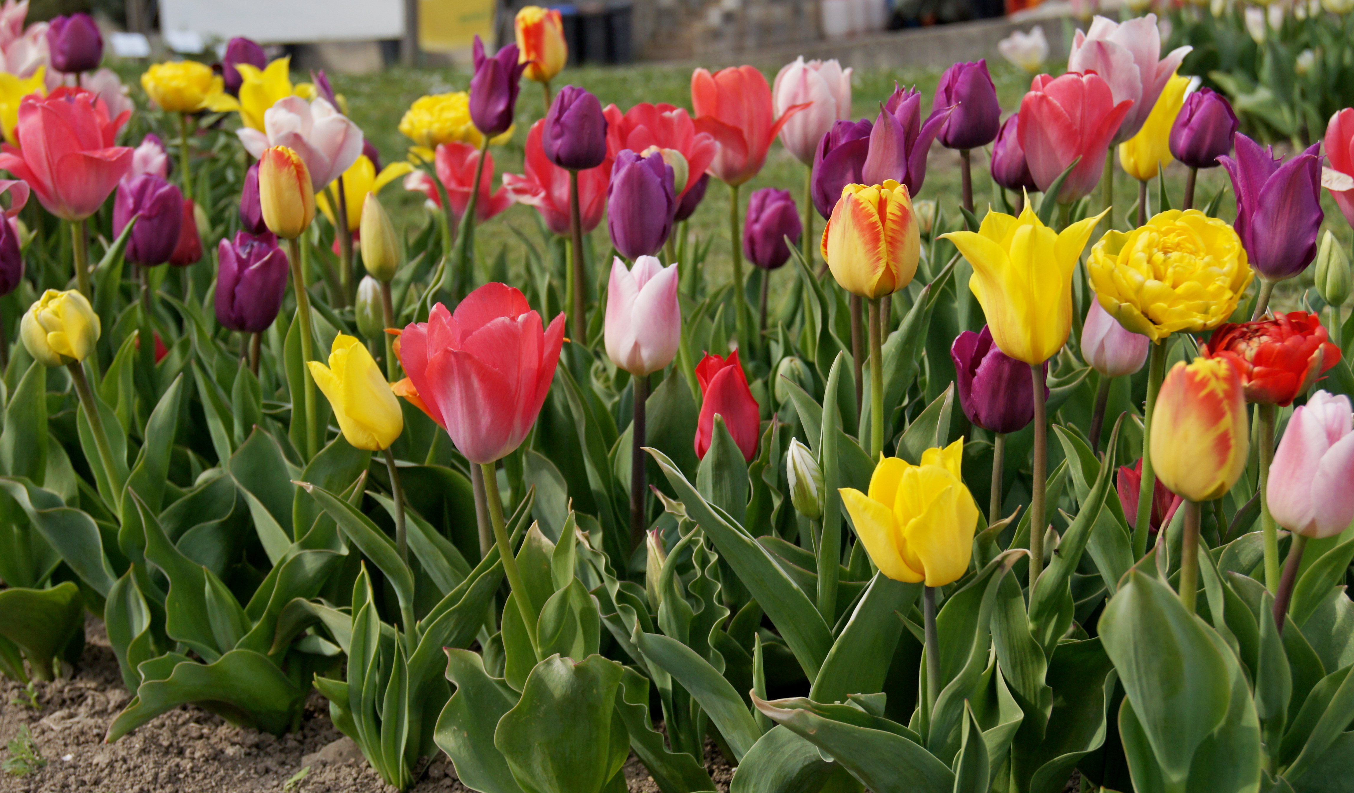 Nahaufnahme eines Blumenbeets mit bunten Tulpen in Rot, Gelb, Violett und Rosa, grüne Blätter und Erde im Vordergrund