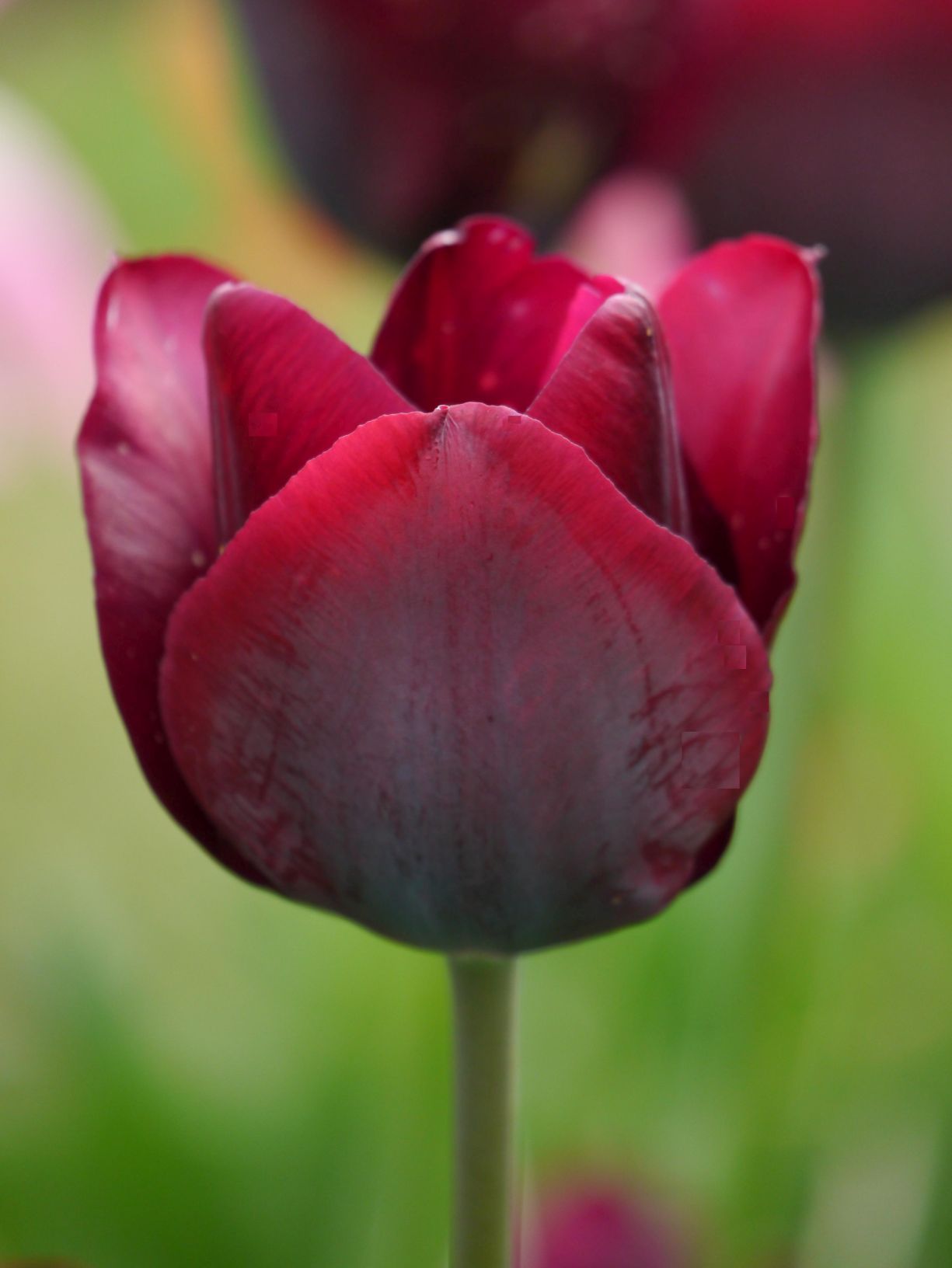 Triumph-Tulpen Ronaldo