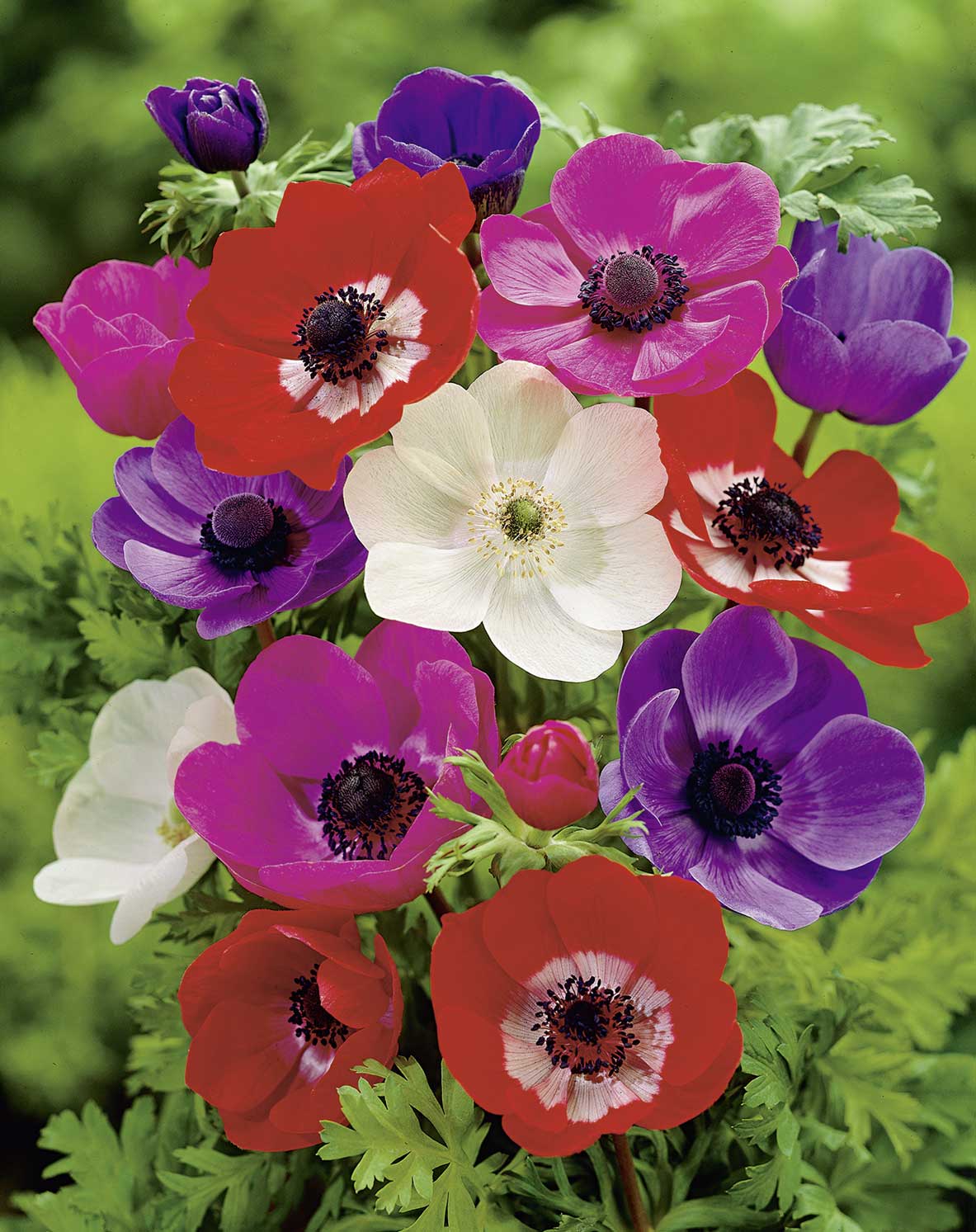 50019_14272170_FM Nahaufnahme bunter Anemonen (Anemone coronaria) in Rot, Violett, Pink und Weiß mit markanten dunklen Blütenmittelpunkten und frischem grünen Laub