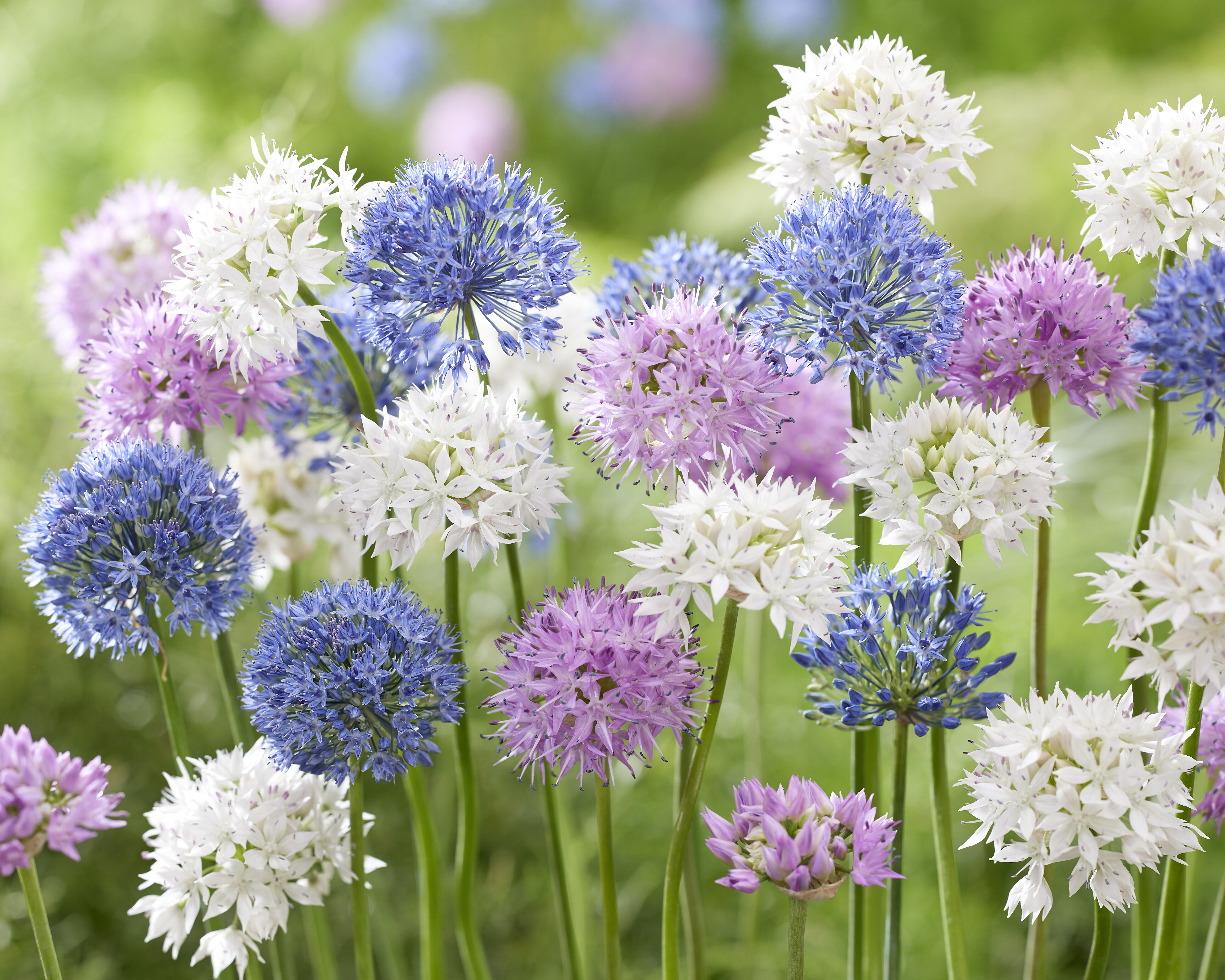 Allium Zwerg-Allium-Mischung mit zierlichen, kugelrunden Blütenköpfen in Blau, Weiß und Rosa, ideal für Frühlingsgarten, Beete, Rabatten und Kübel