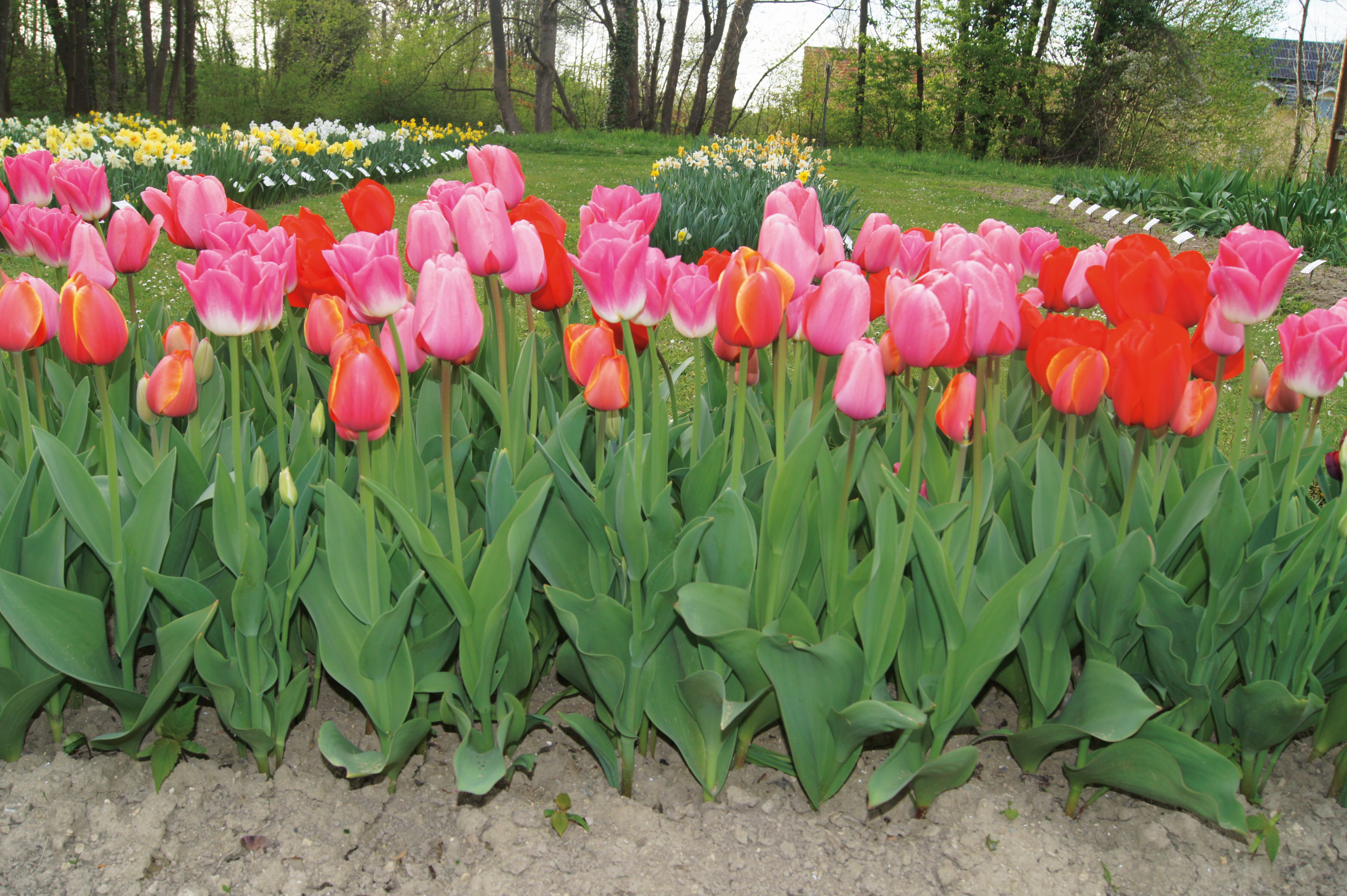 22063_Clemens-Maximilian-Mischung Rosa und rote Tulpen in dichter Reihe im Beet, grünes Blattwerk im Vordergrund und gelbe Narzissen sowie Bäume im Hintergrund
