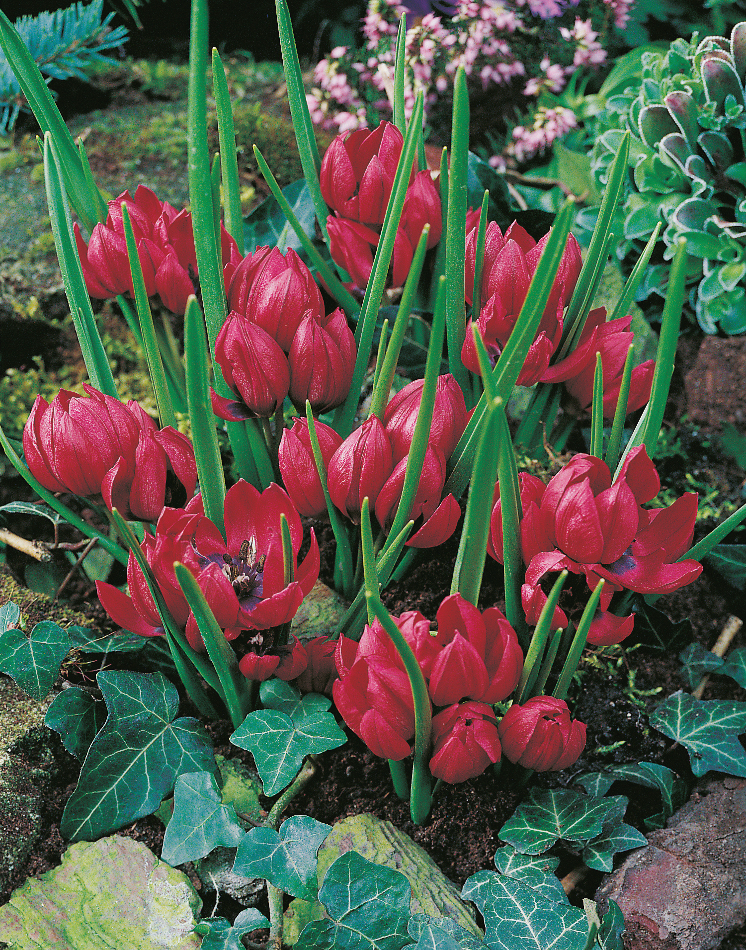 Tulipa humilis Lilliput