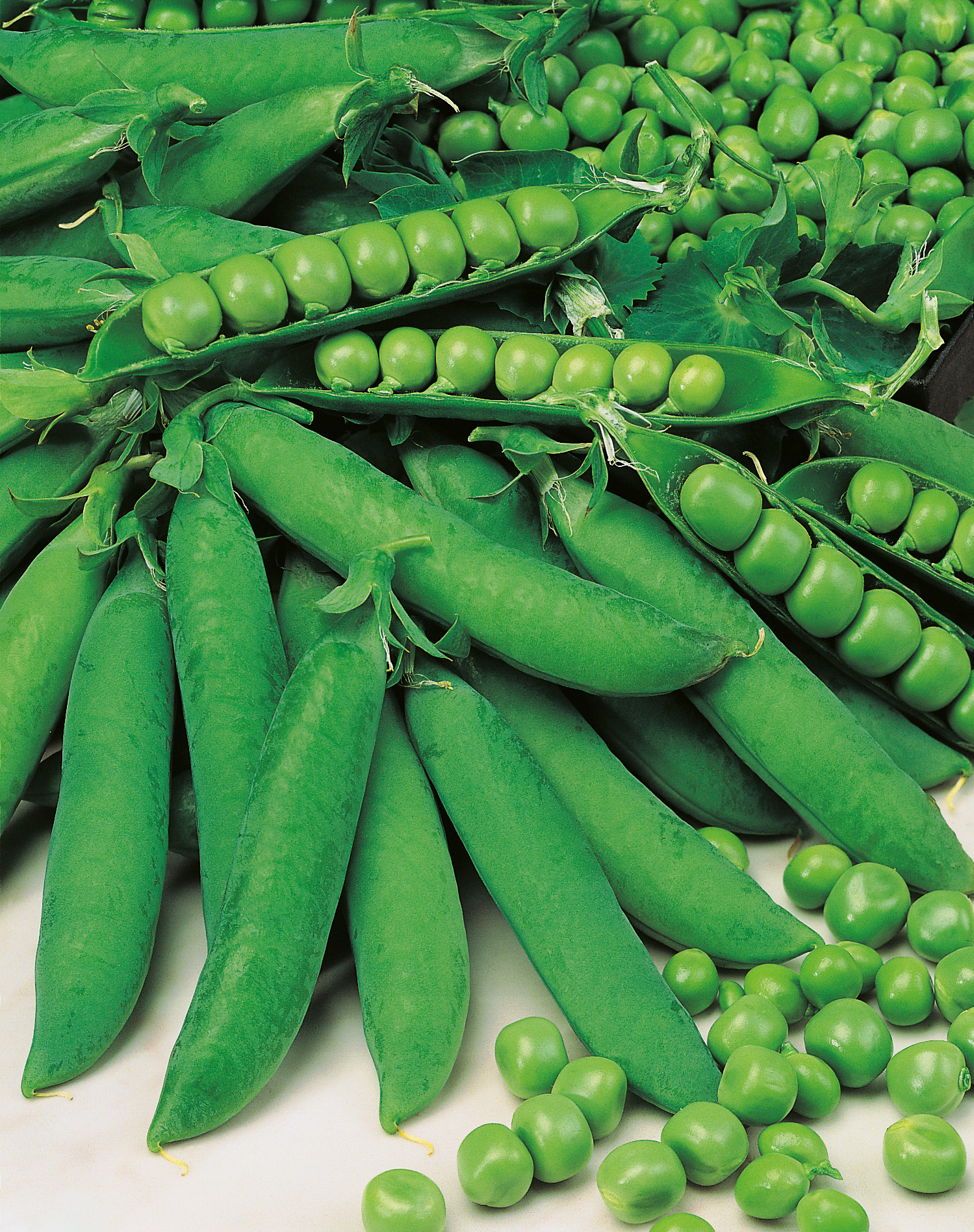 Markerbsen (Bio) Karina