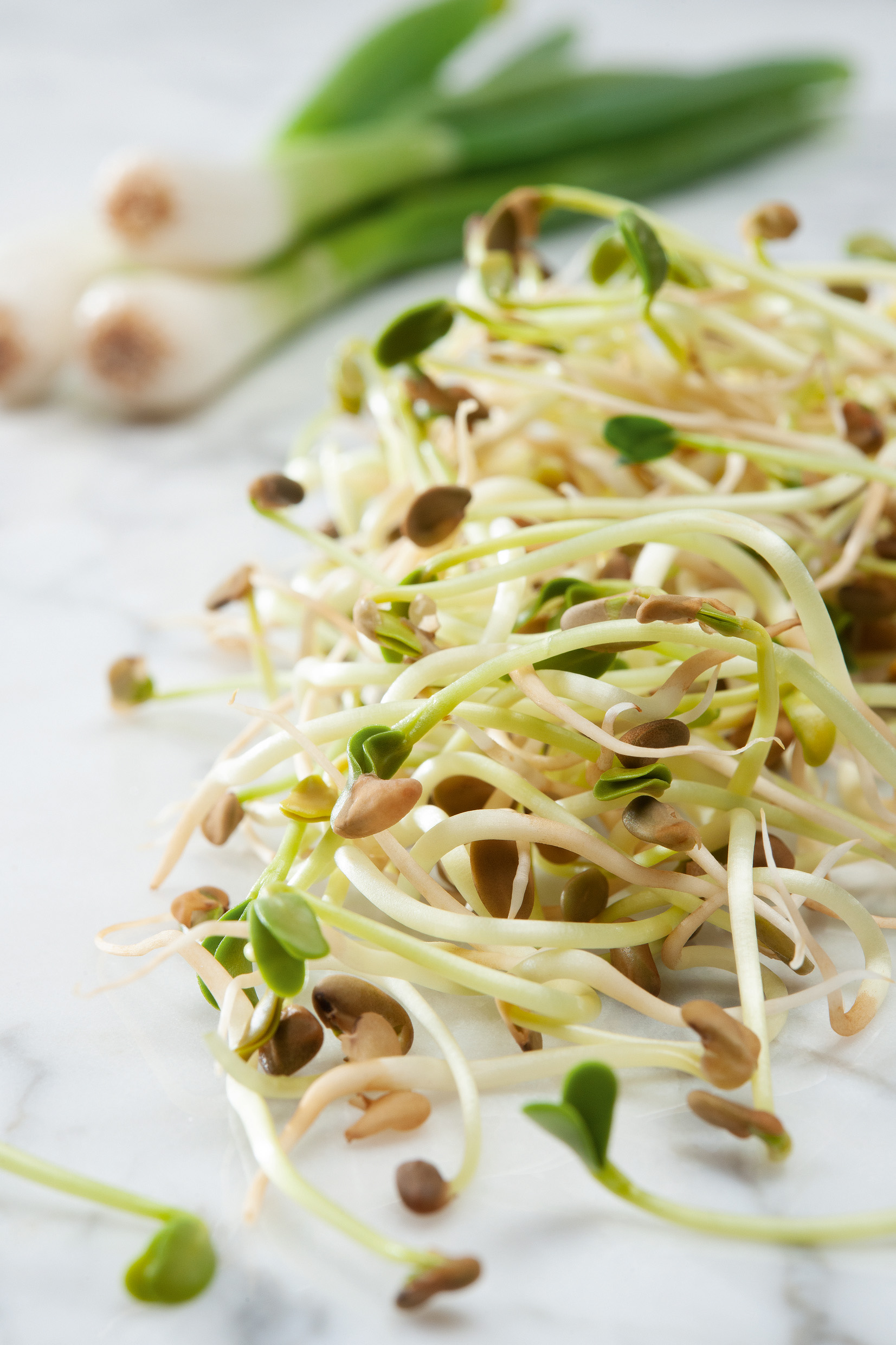 Keimsprossen (Bio) Bockshornklee