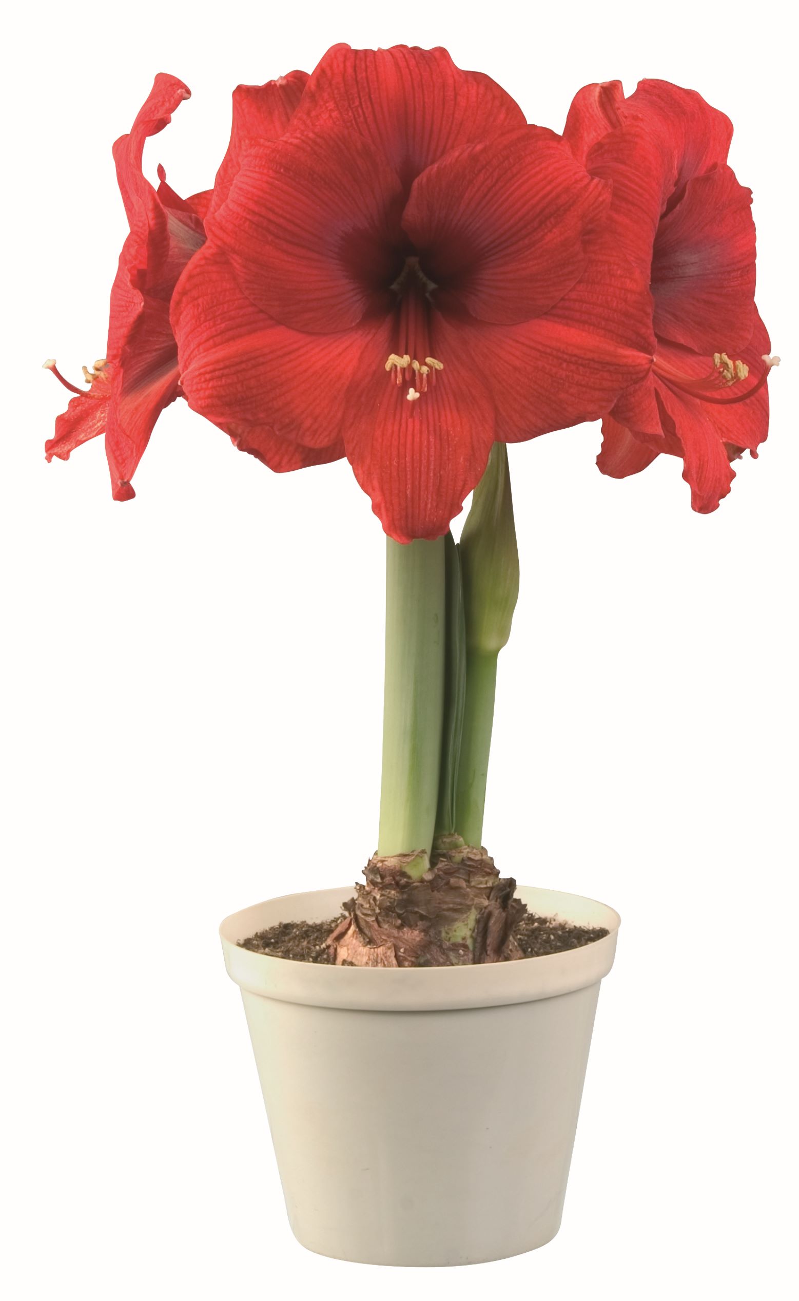 272543_Amaryllis_Olaf Rote Amaryllis (Hippeastrum) mit drei großen roten Blüten und sichtbarer Zwiebel im cremefarbenen Blumentopf vor weißem Hintergrund