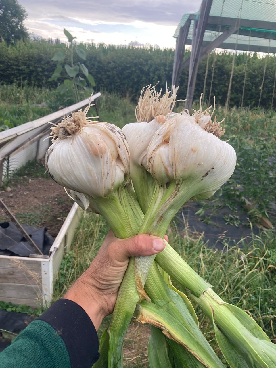 Elefantenknoblauch Hand hält drei frisch geerntete Knoblauchknollen mit grünen Stielen im Gemüsegarten, ideale Küchenqualität