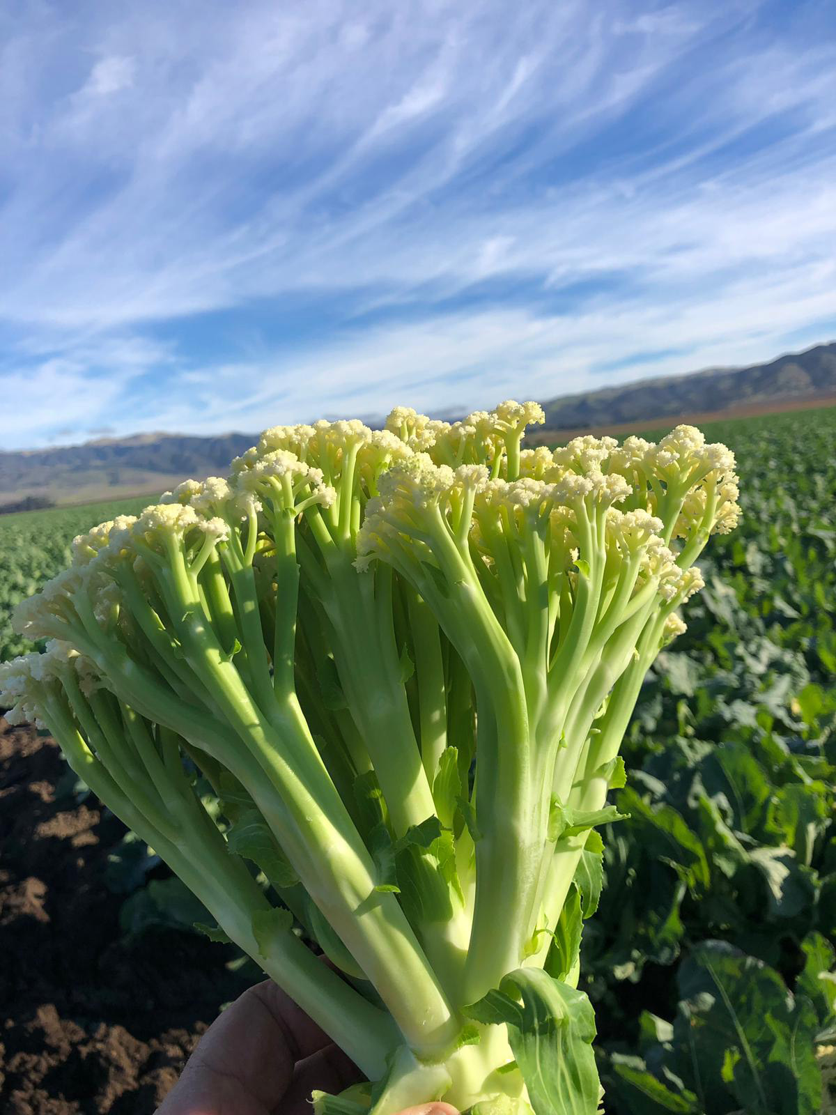 Blumenkohl Blumini CF 2279 F1
