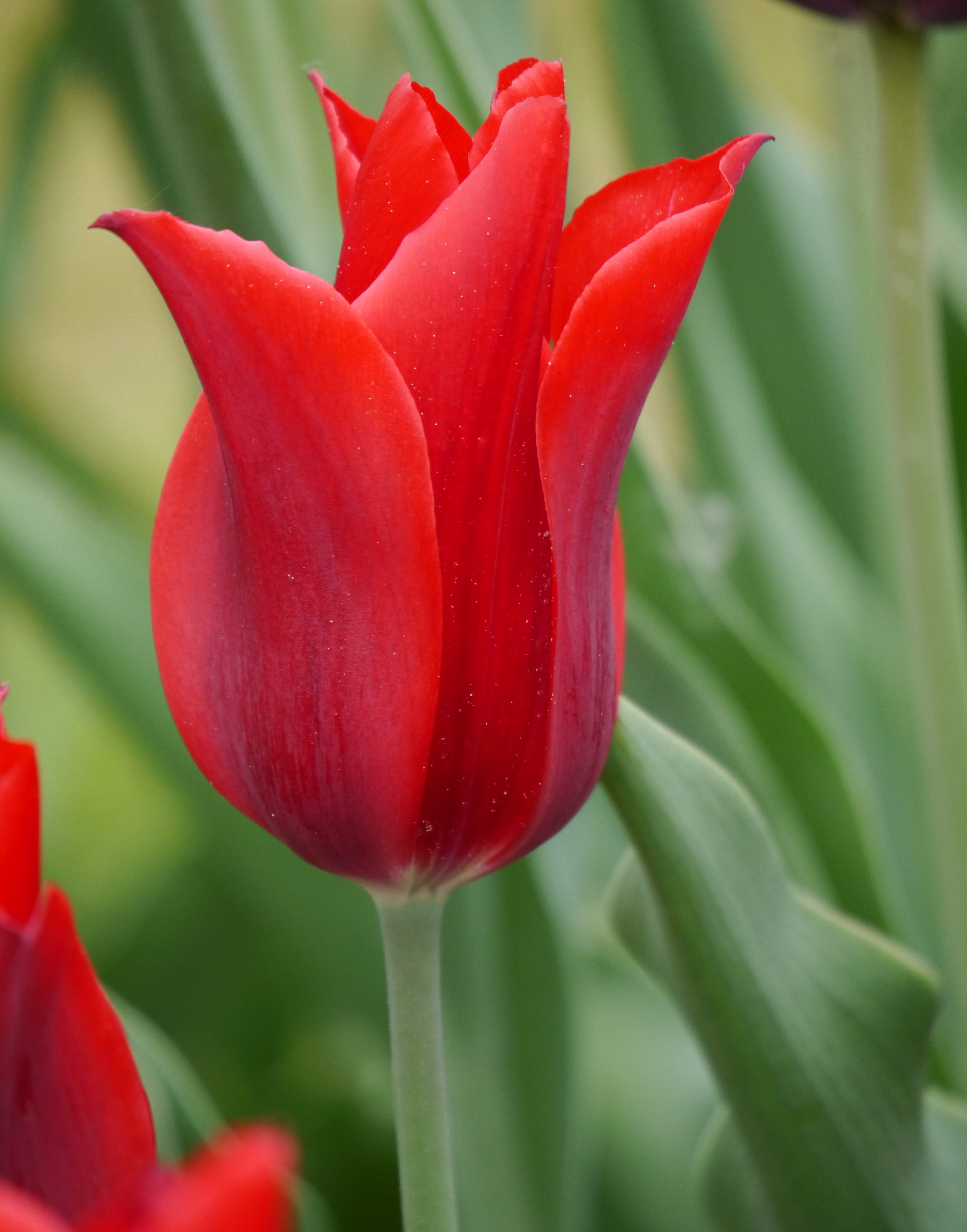 227152_Lilienblütige Tulpe Pieter de Leur Nahaufnahme einer roten Tulpe mit geöffneten Blütenblättern vor grünem Hintergrund