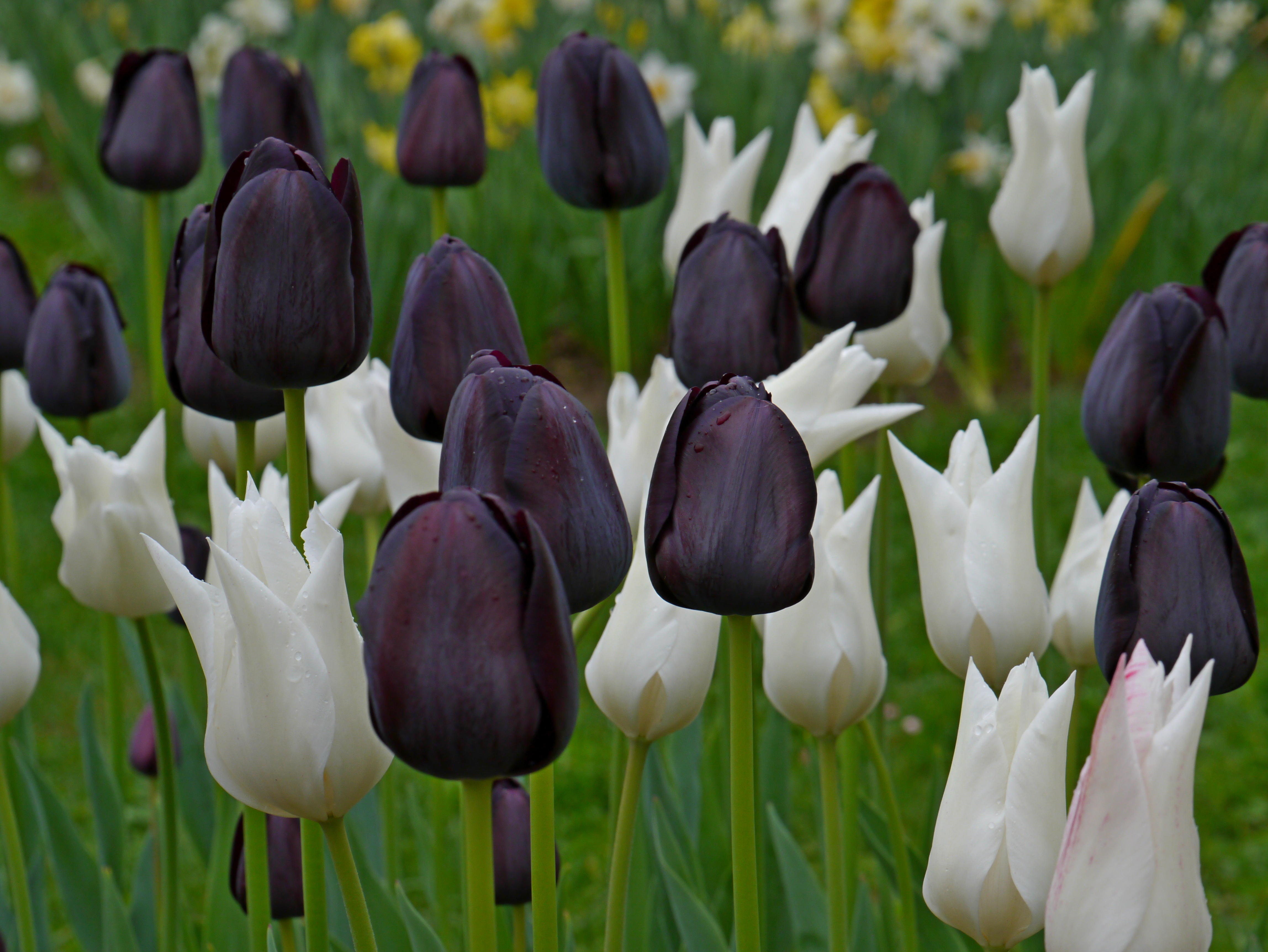 Tulpen Mischung Black and White
