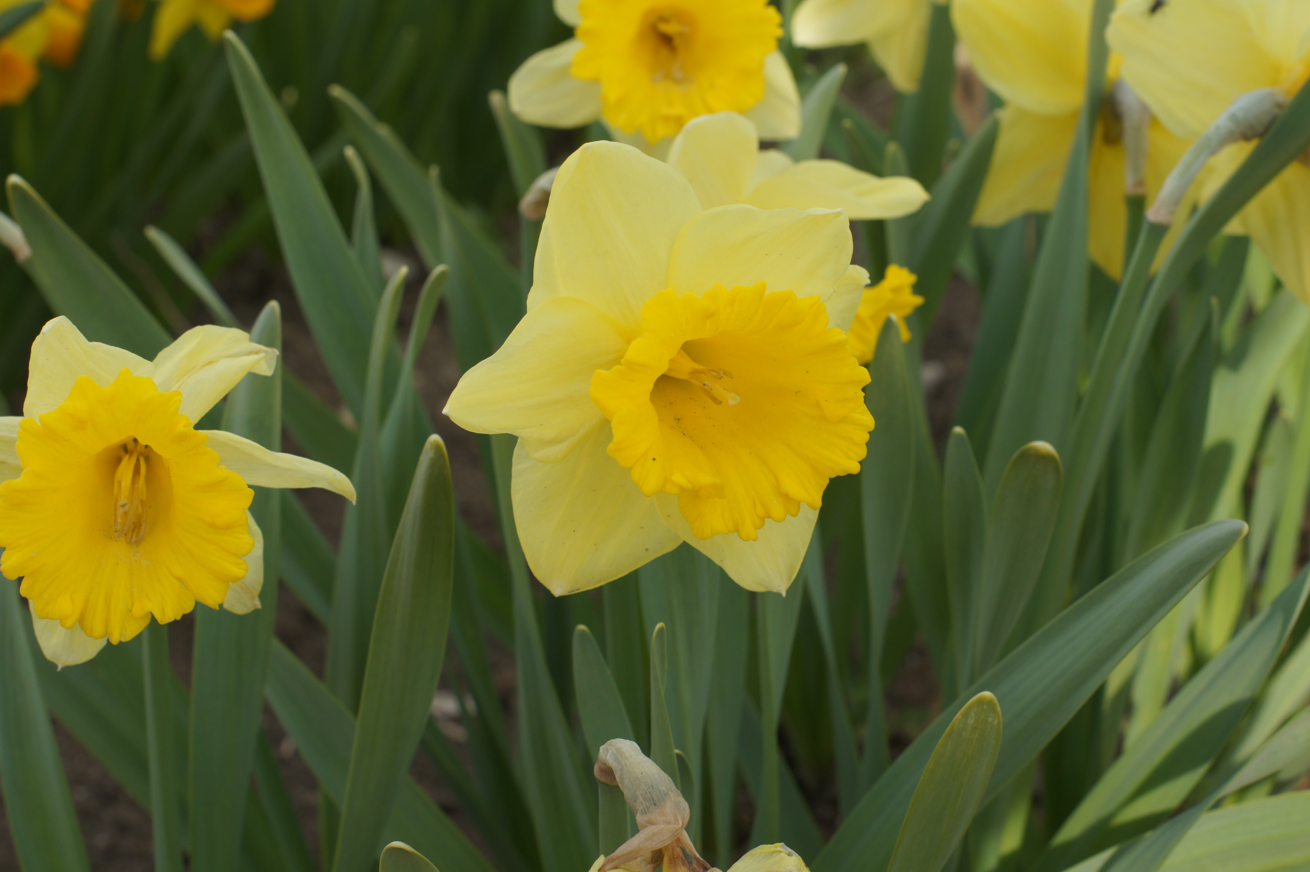 Nahaufnahme gelber Narzissenblüten (Osterglocken) mit grünen Blättern im Gartenbeet