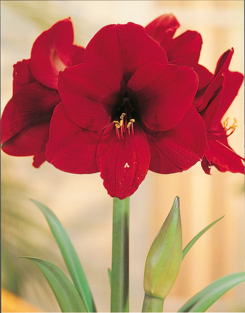 Amaryllis  Red Lion