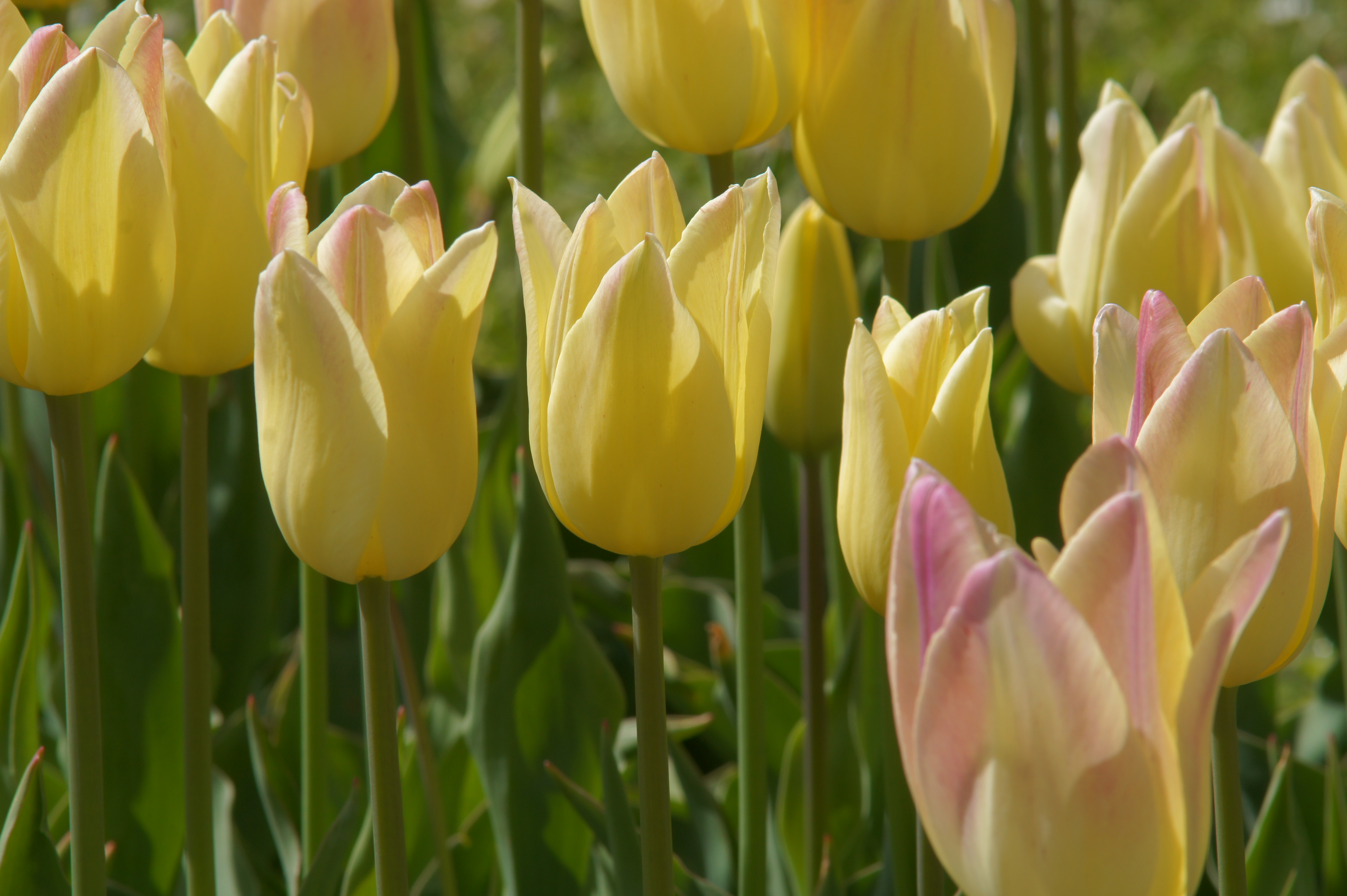237742_Lilienblütige Tulpen Elegant Lady Nahaufnahme gelber Tulpen mit zart rosa getönten Spitzen in einem sonnigen Tulpenfeld, grüne Stiele und Blätter im Hintergrund