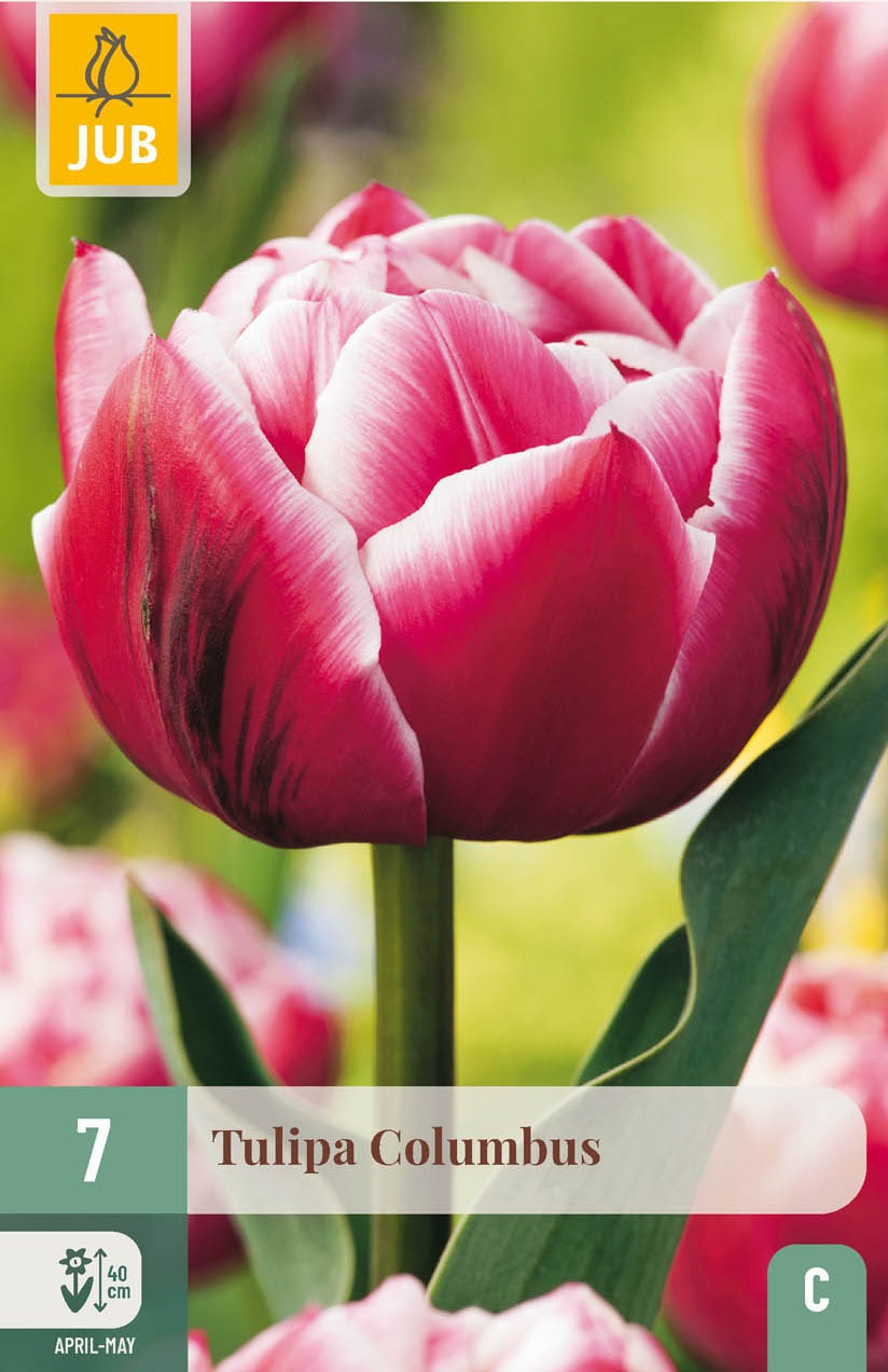 Gefüllte frühe Tulpen Columbus