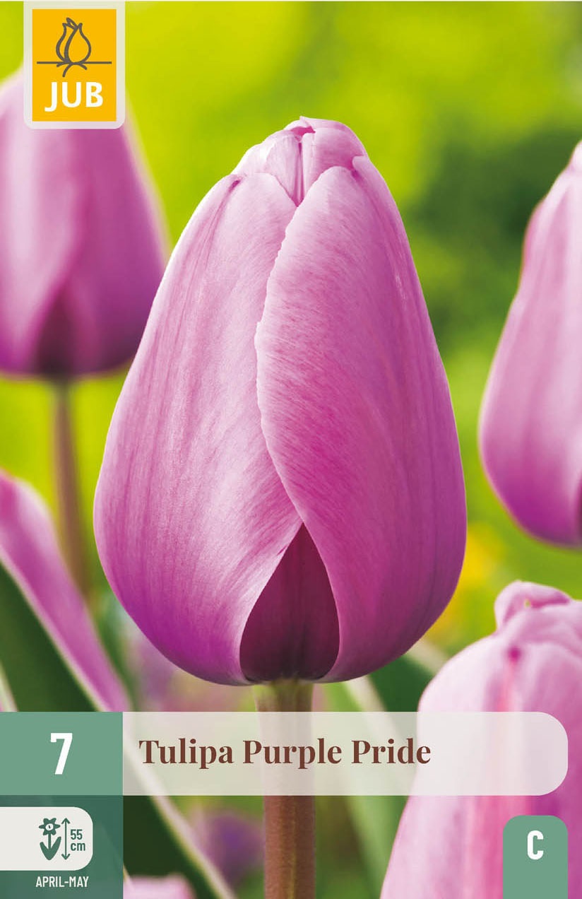 Darwin-Hybrid-Tulpen Purple Pride