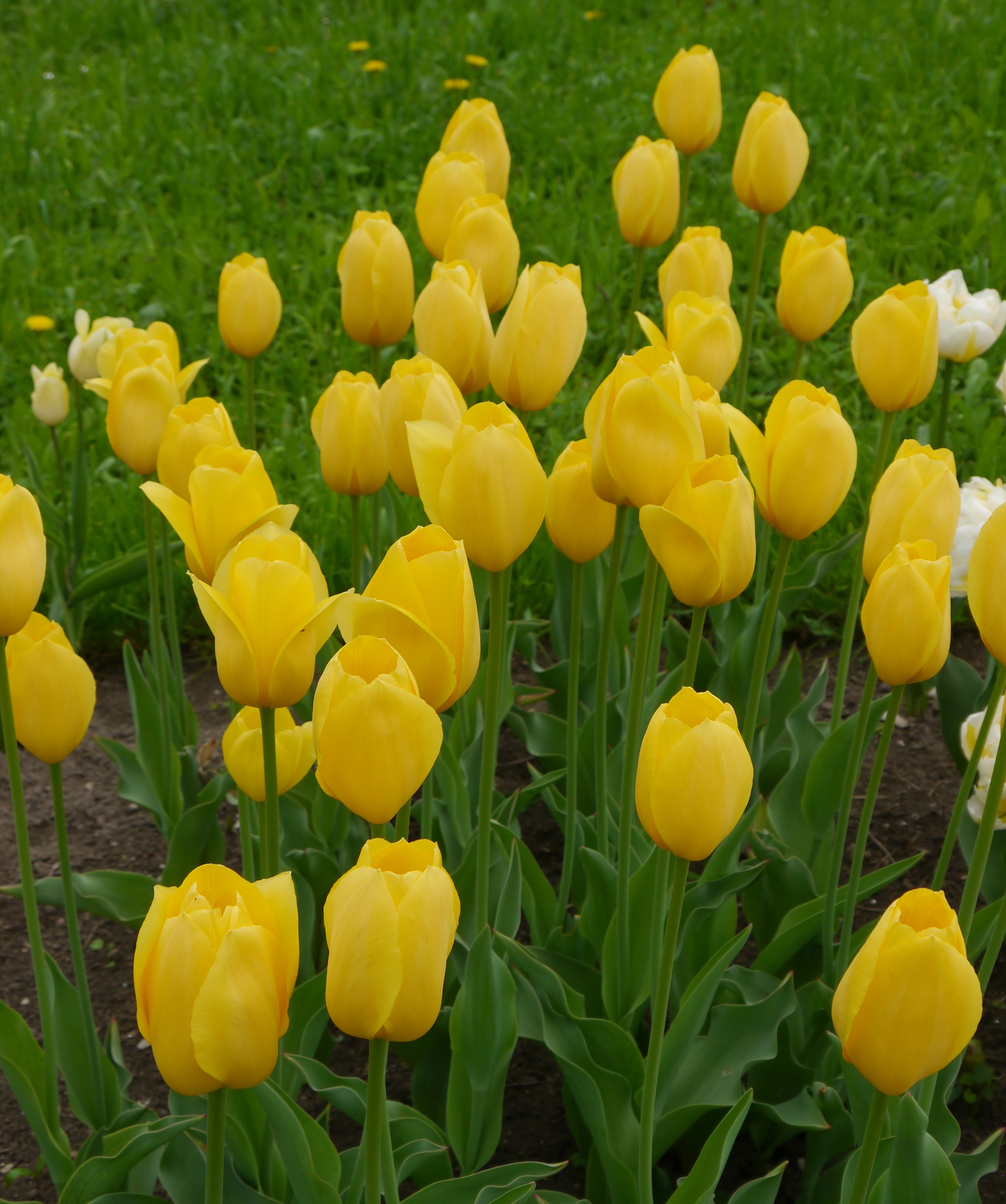 226352_Einf. späte Tulpen Big Smile_1 Nahaufnahme mehrerer gelber Tulpen mit grünen Blättern in einem Blumenbeet