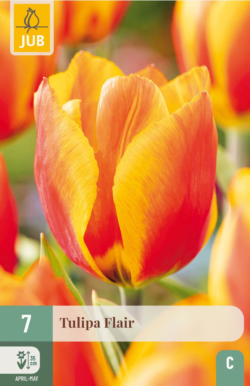 Einfache früheTulpen  Flair
