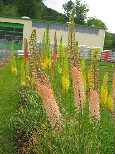 265241_Eremurus-Mix Mehrere Eremurus (Steppenkerzen) mit hohen, schlanken Blütenkerzen in Rosa und Gelb in einer Gärtnerei; im Hintergrund eine Lagerhalle und Pflanzensäcke