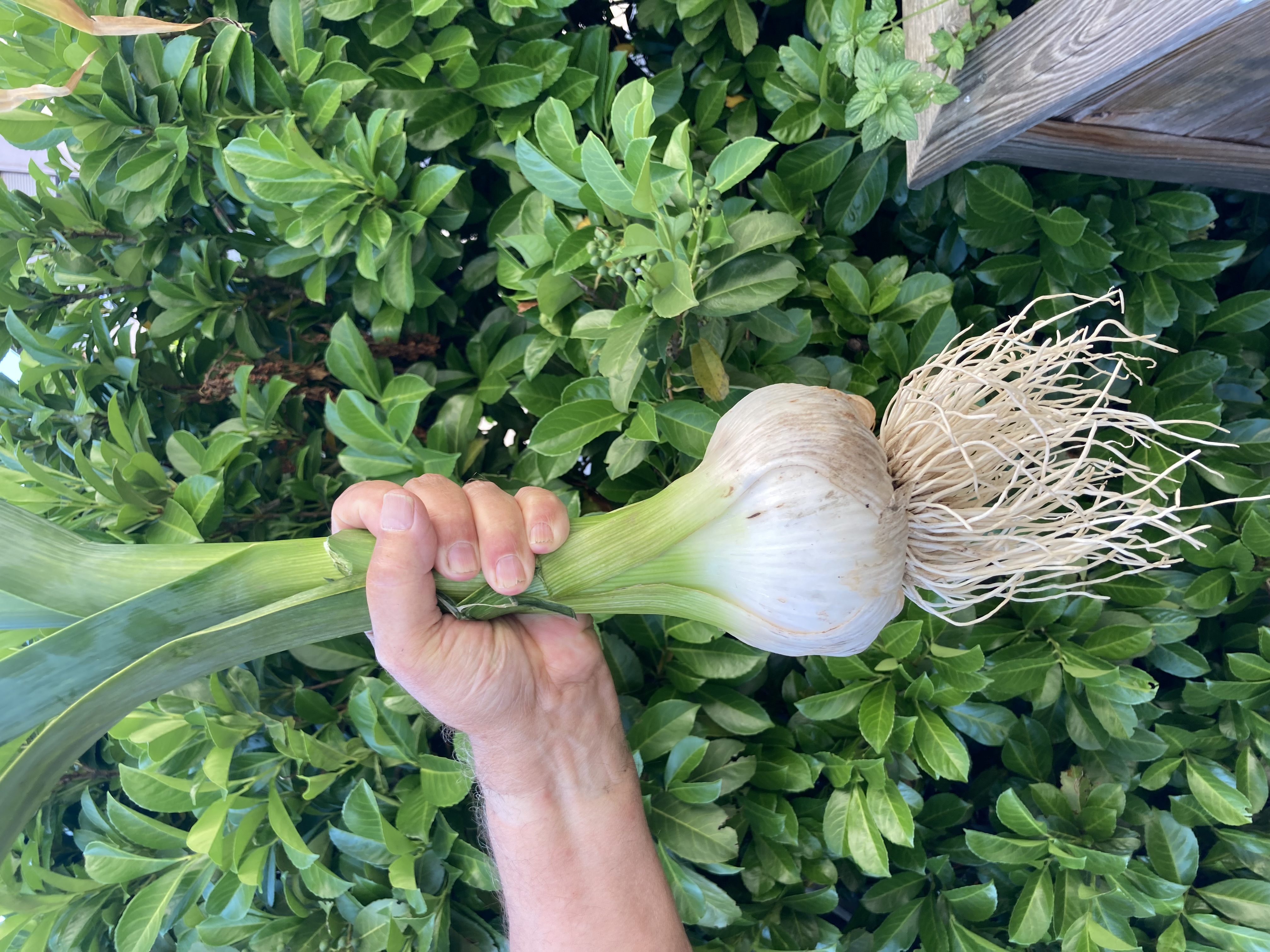 Pflanzknoblauch Spanischer Elefantenknoblauch Einzelzehen
