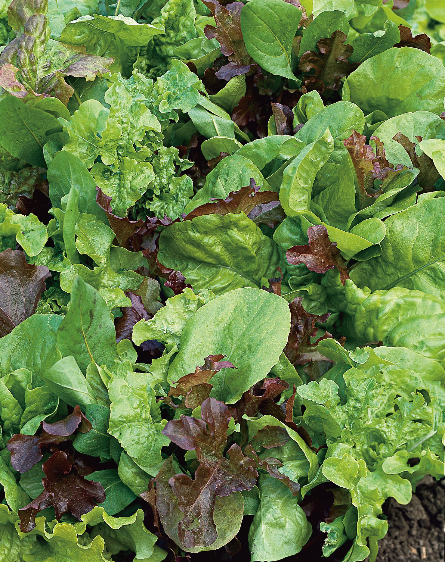 Saatband Schnittsalat Misticanza