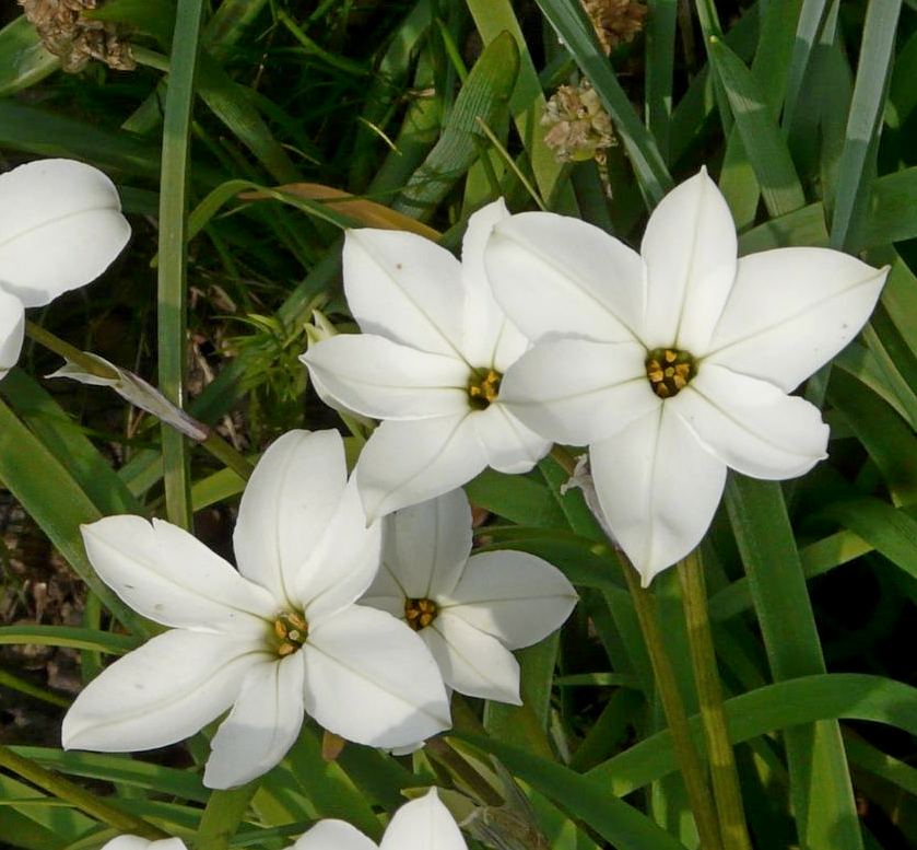 Ipheion uniflorum White Star