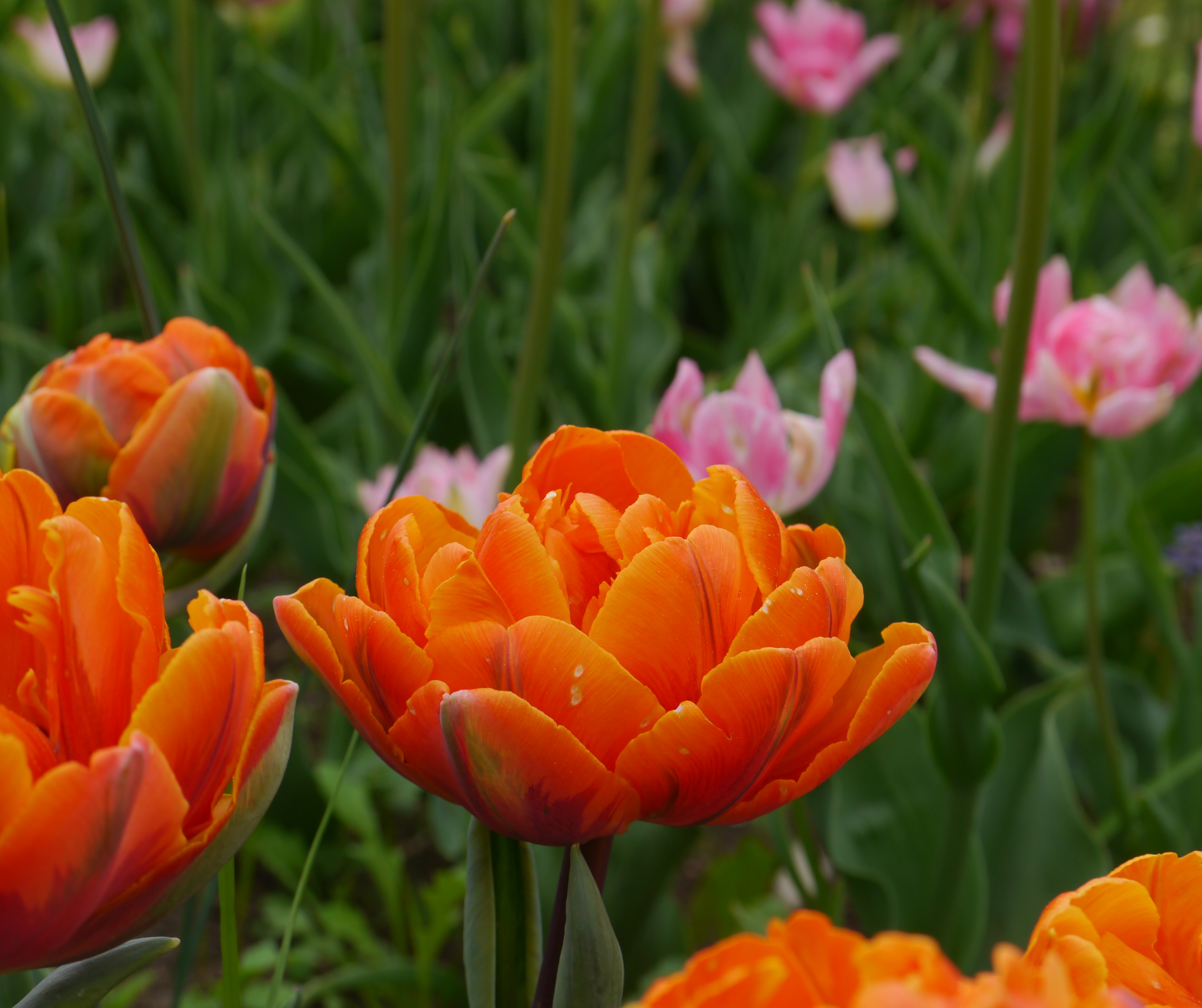 Nahaufnahme einer orangefarbenen, gefüllten Tulpe in einem Frühlingsbeet mit grünem Blattwerk und verschwommenen rosa Tulpen im Hintergrund