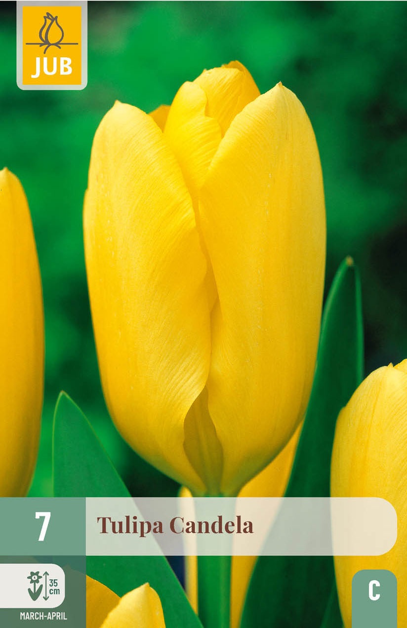 Fosteriana-Tulpen Candela