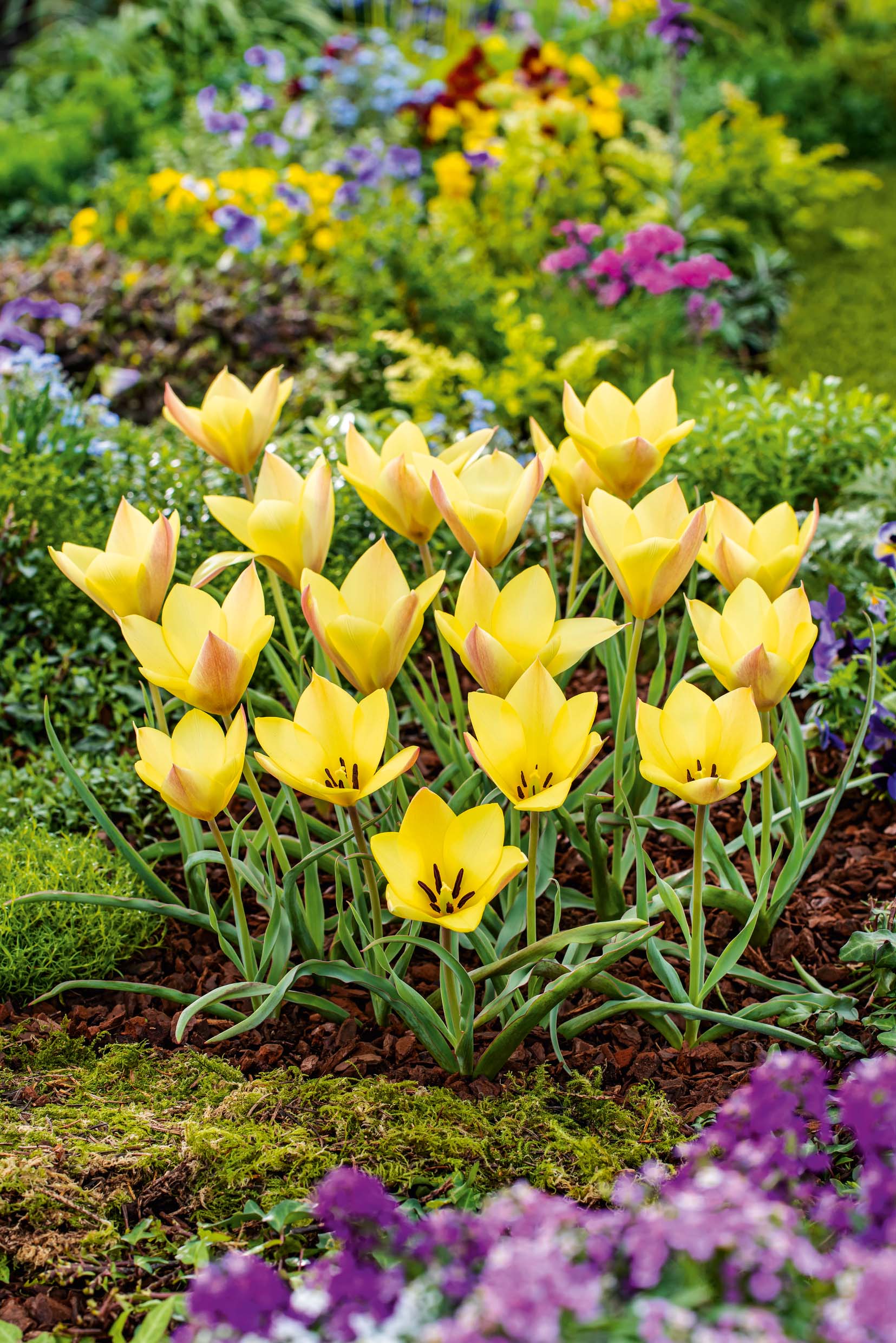 23577_60006285_FM_RGB Mehrere gelbe Tulpen blühen dicht beieinander in einem sonnigen Frühlingsbeet mit Rindenmulch, Moos und violetten Blumen im Vordergrund.