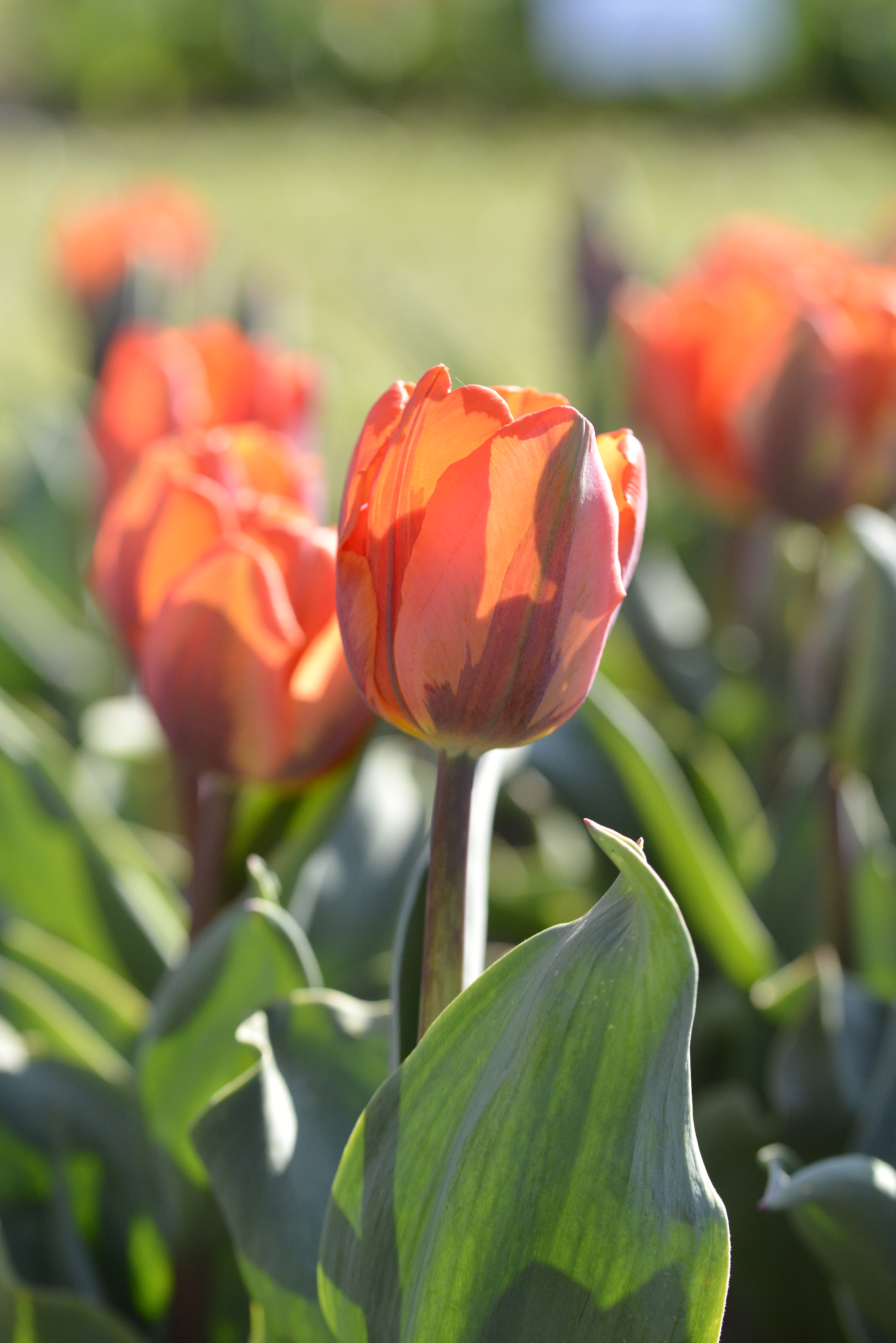 220162_Triumph-Tulpen Hermitage Nahaufnahme einer orange-roten Tulpe im Blumenbeet, unscharfer Hintergrund mit weiteren Tulpen und grünen Blättern
