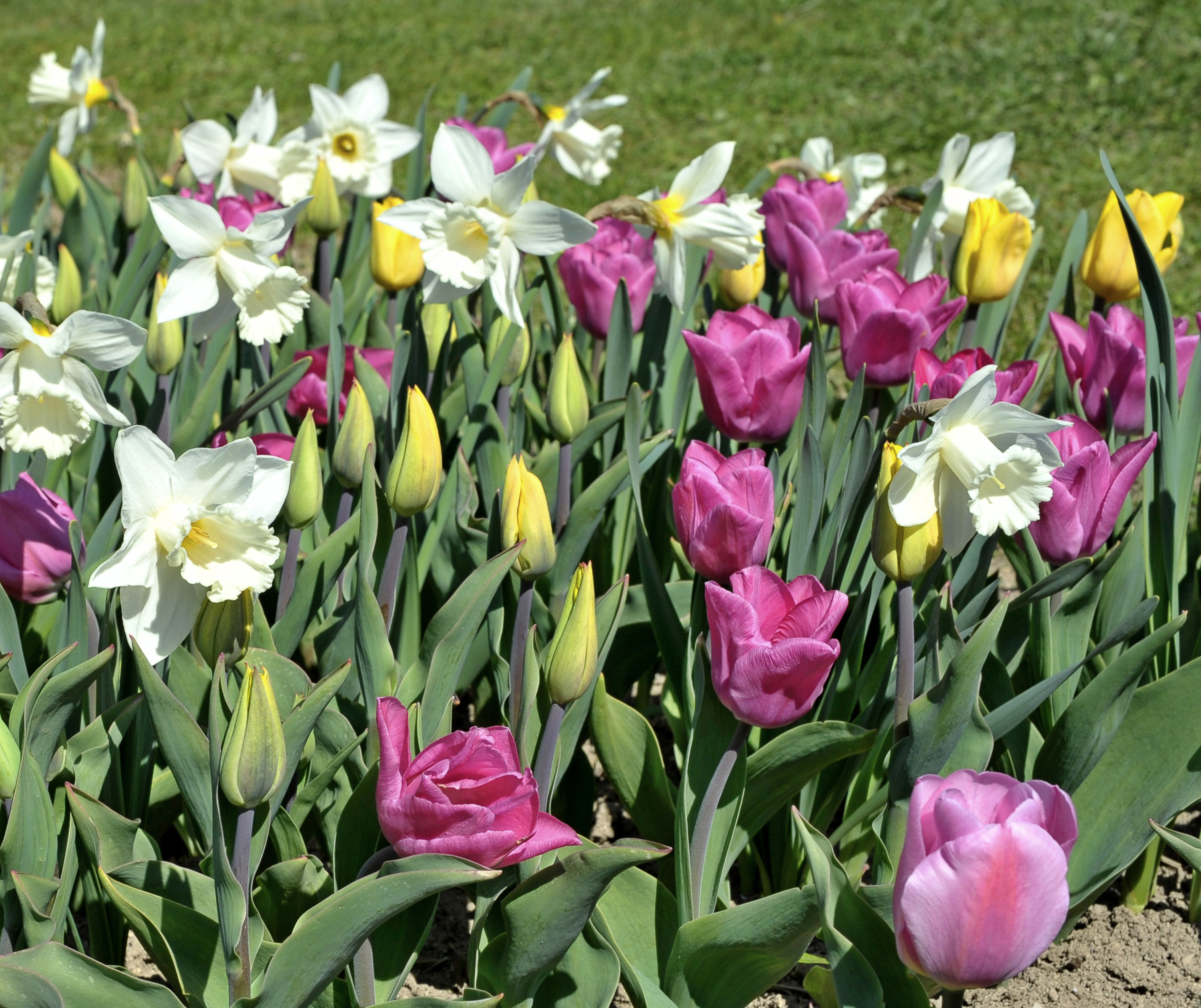 Blumenzwiebel-Mischung Sankt Klara