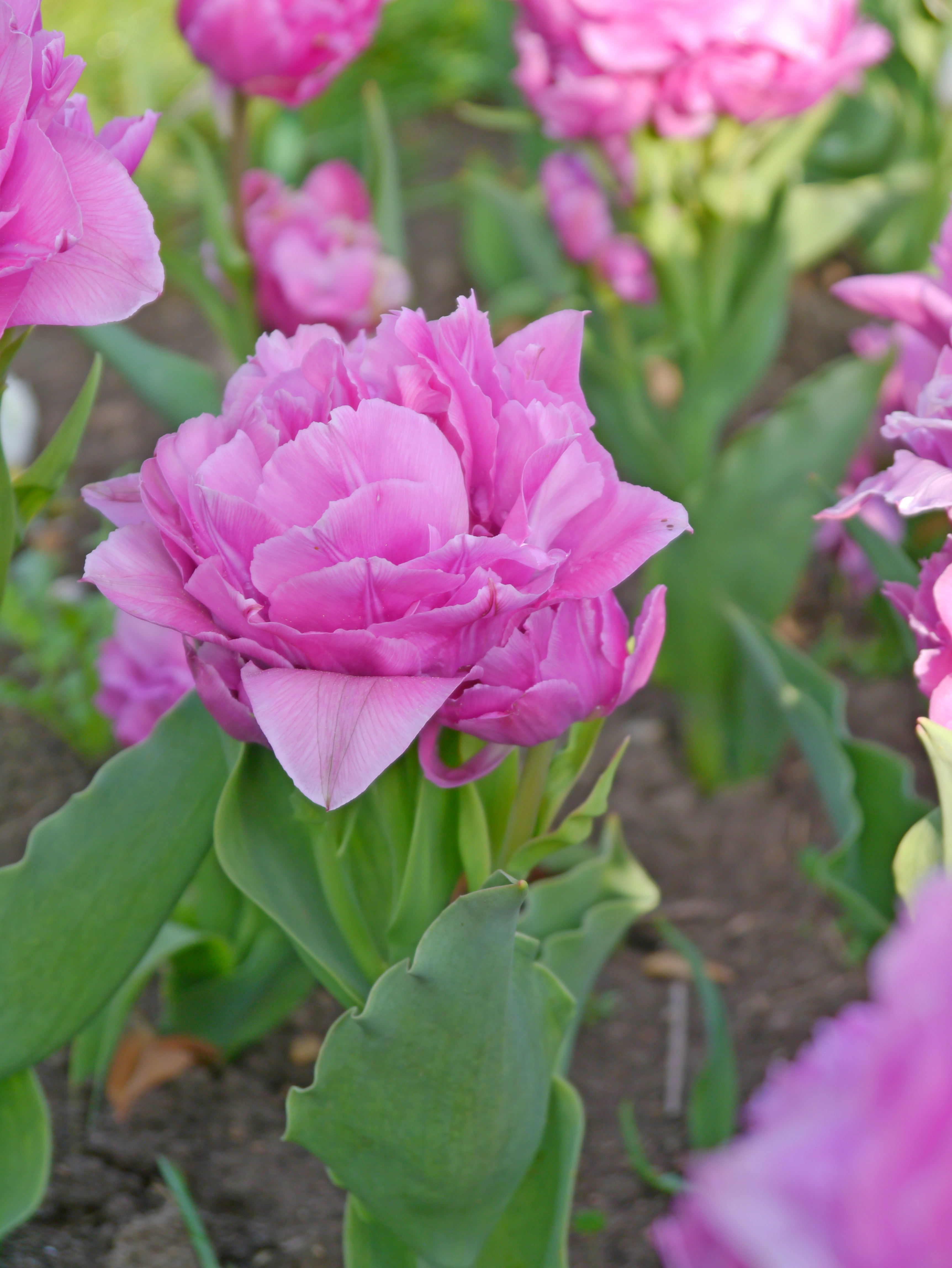 Gefüllte frühe Tulpen Double Price