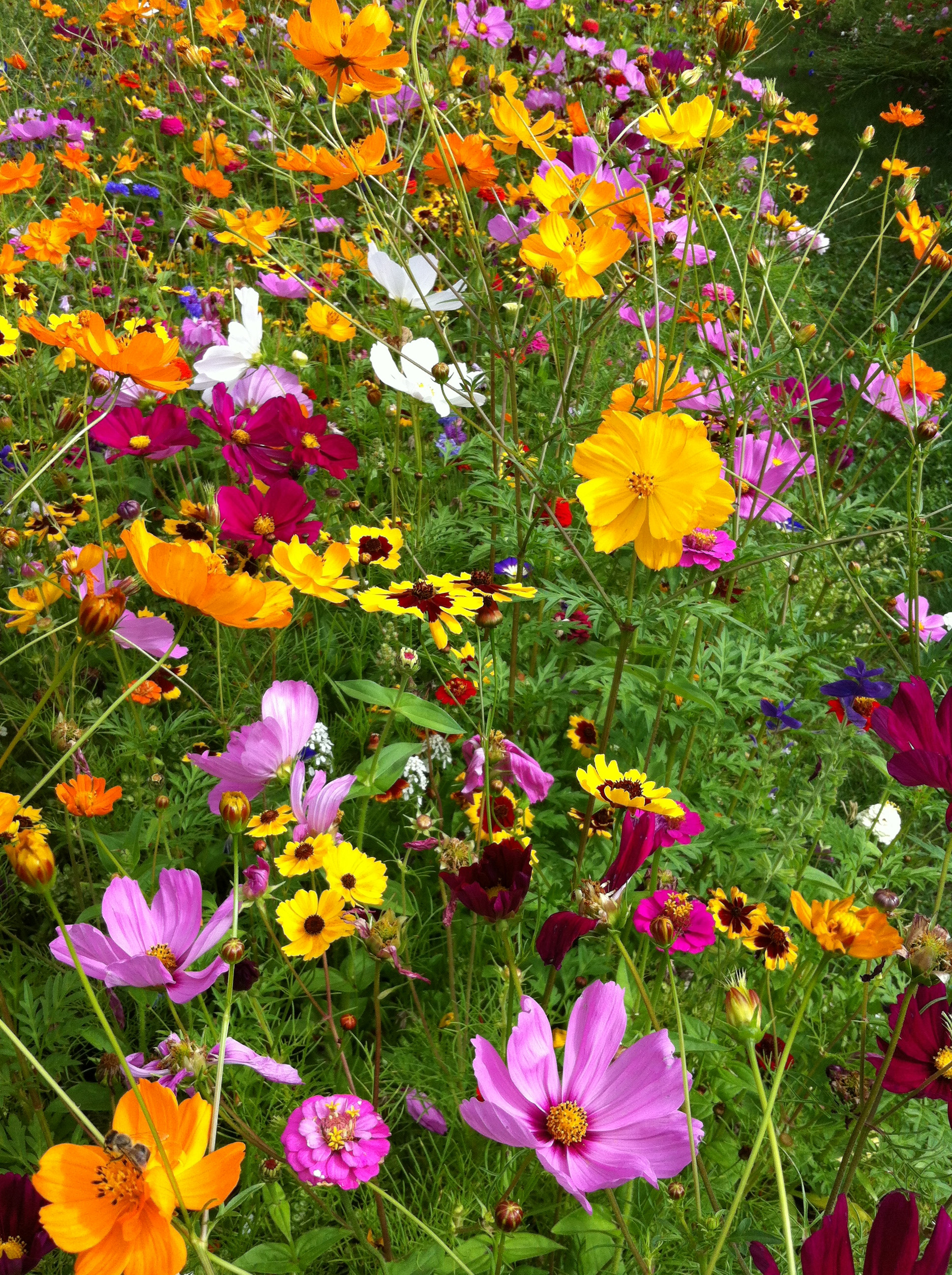 Sommerblumenmischung Fetzers Schmetterlingsnektar