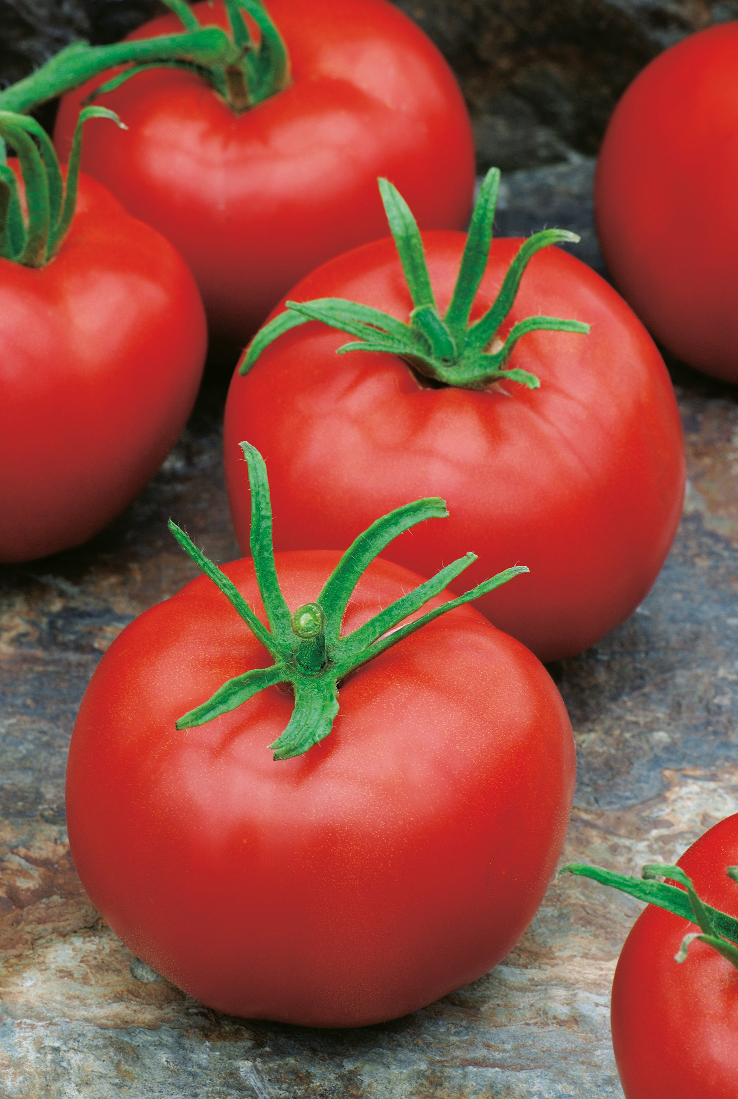 Tomaten Pannovy F1