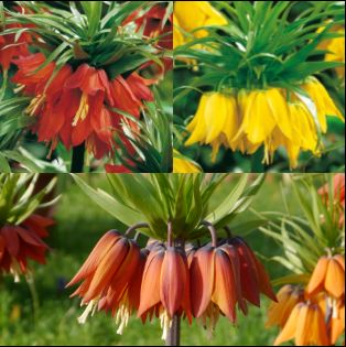 Fritillaria imperialis Mischung