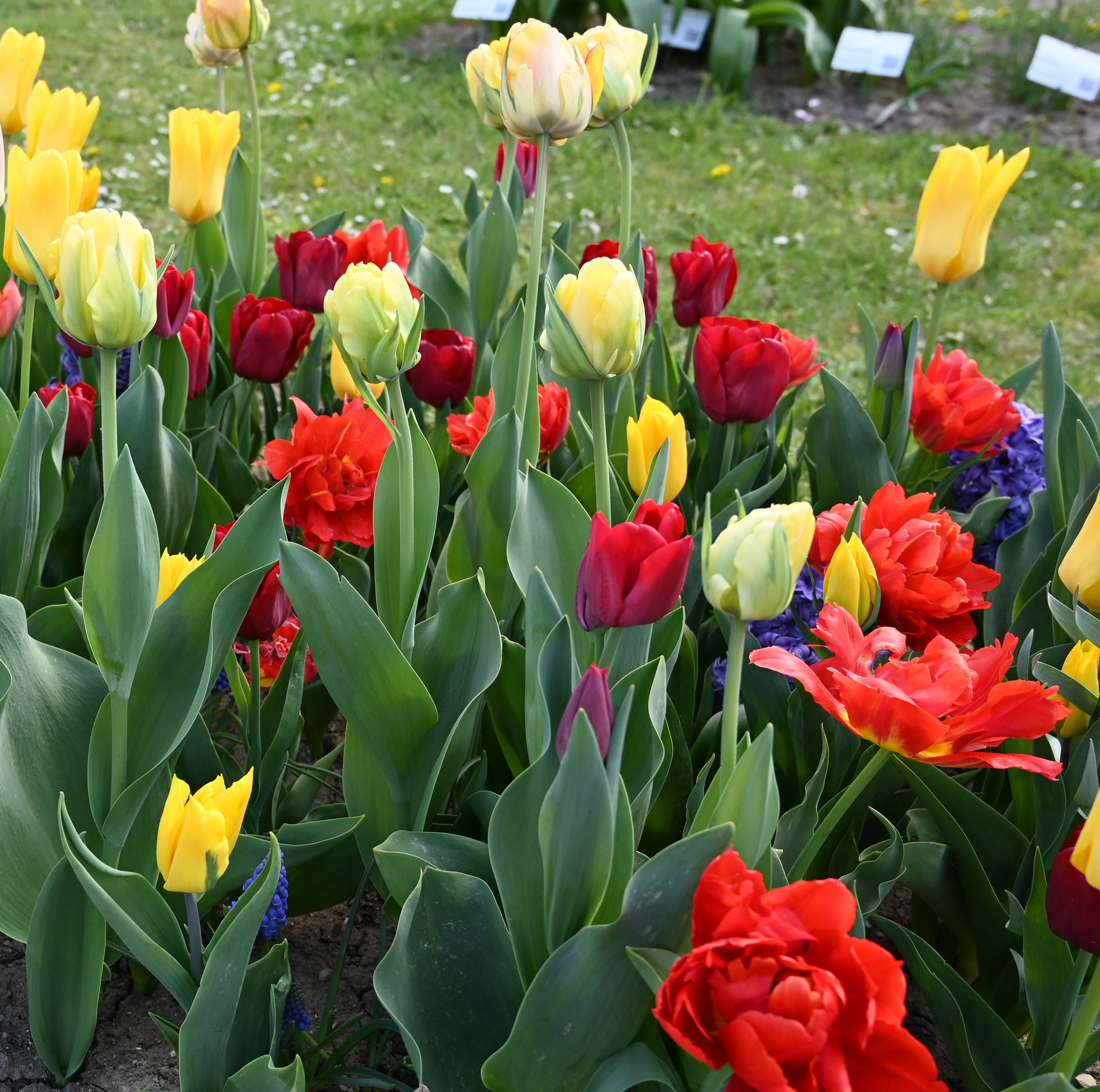 22060_Moritz Janis Nahaufnahme eines Blumenbeets mit bunten Tulpen (rot, gelb, violett) und grünen Blättern