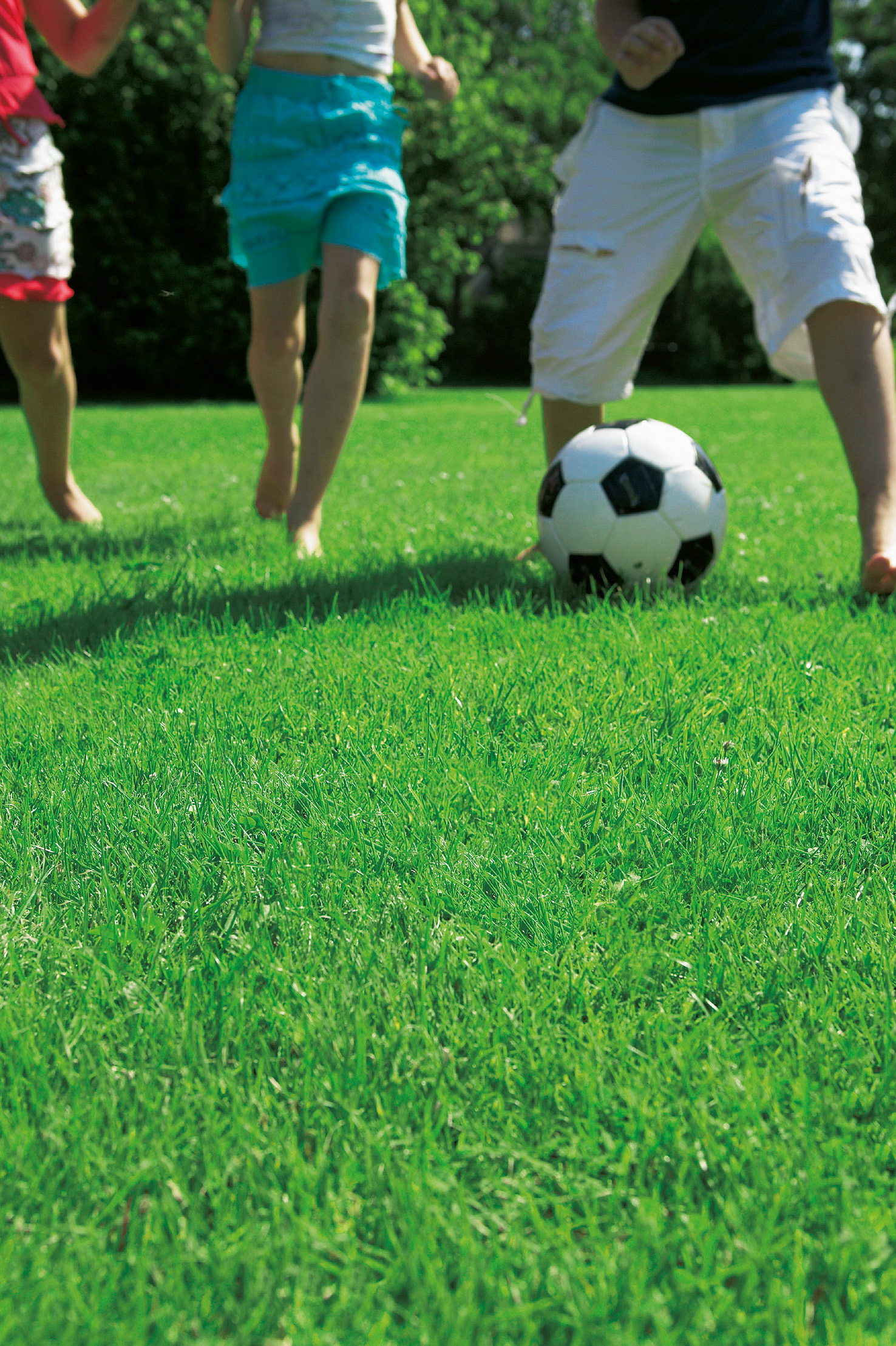 Rasensamen Sportplatzrasen-Mischung I