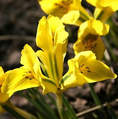 265235_Iris danfordiae Nahaufnahme einer leuchtend gelben Frühjahrsiris mit mehreren geöffneten Blüten und unscharfem Boden im Hintergrund