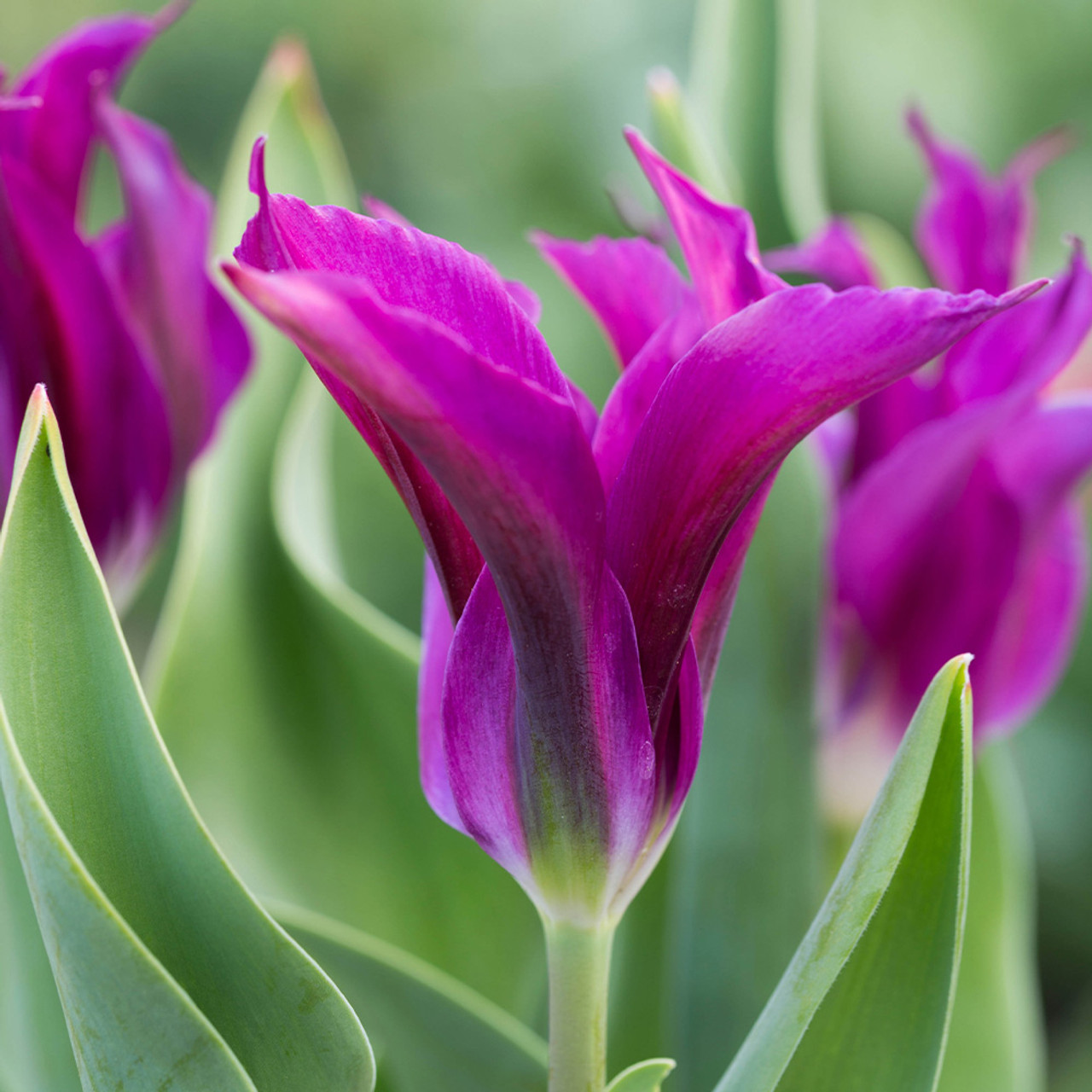 Lilienblütige Tulpen Purple Doll Nahaufnahme einer violetten Tulpe mit schlanken, aufrecht stehenden Blütenblättern und grünem Blattwerk im Hintergrund