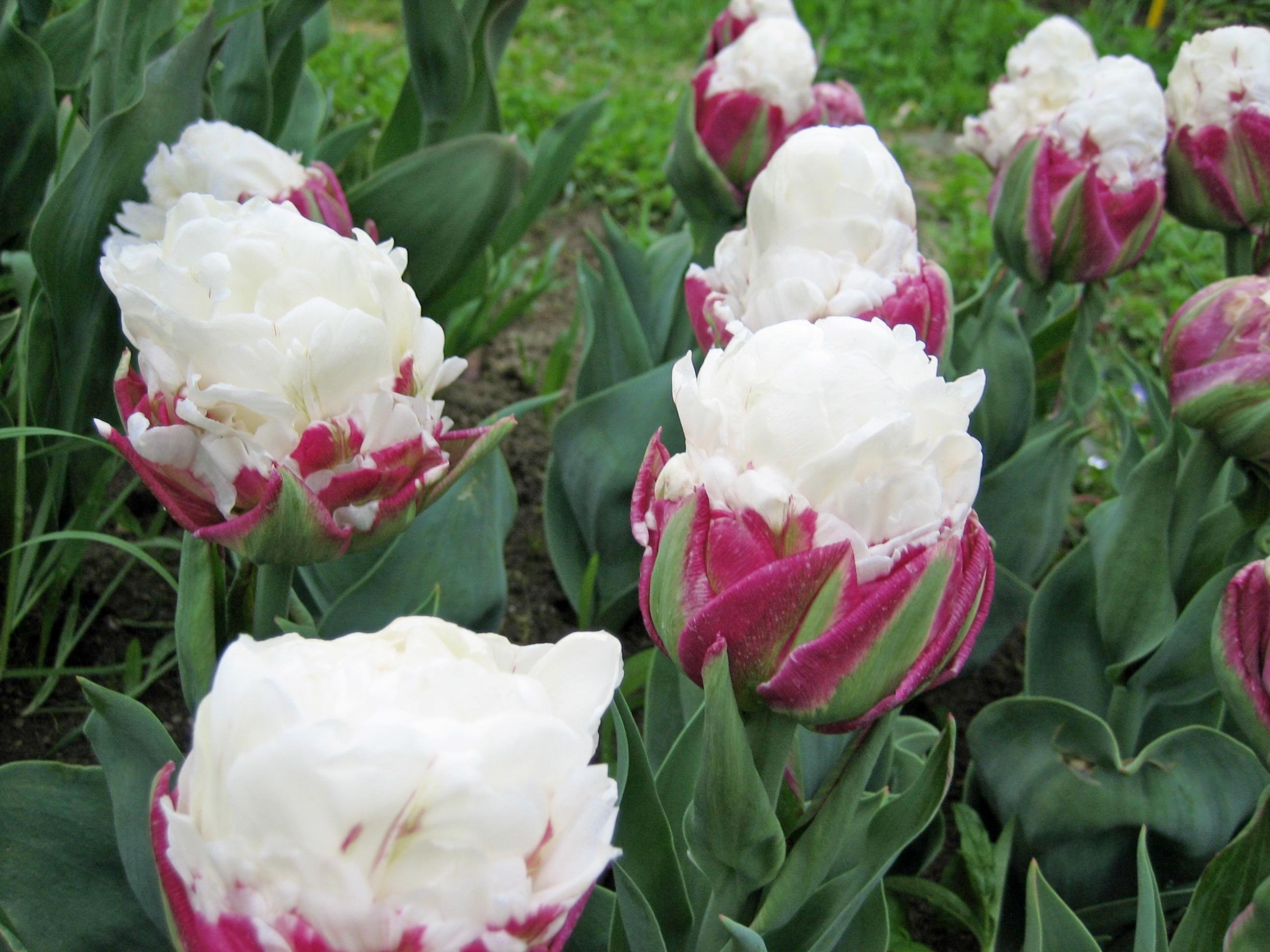 222271_Gef. späte Tulpen Ice Cream_1 Nahaufnahme gefüllter weißer und rosa Tulpen mit grünen Blättern im Beet