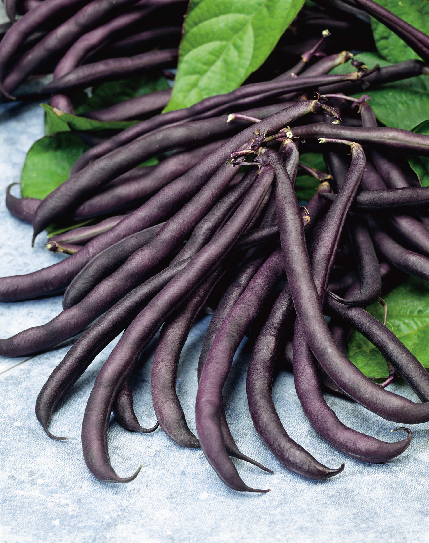 Stangenbohnen Blauhilde