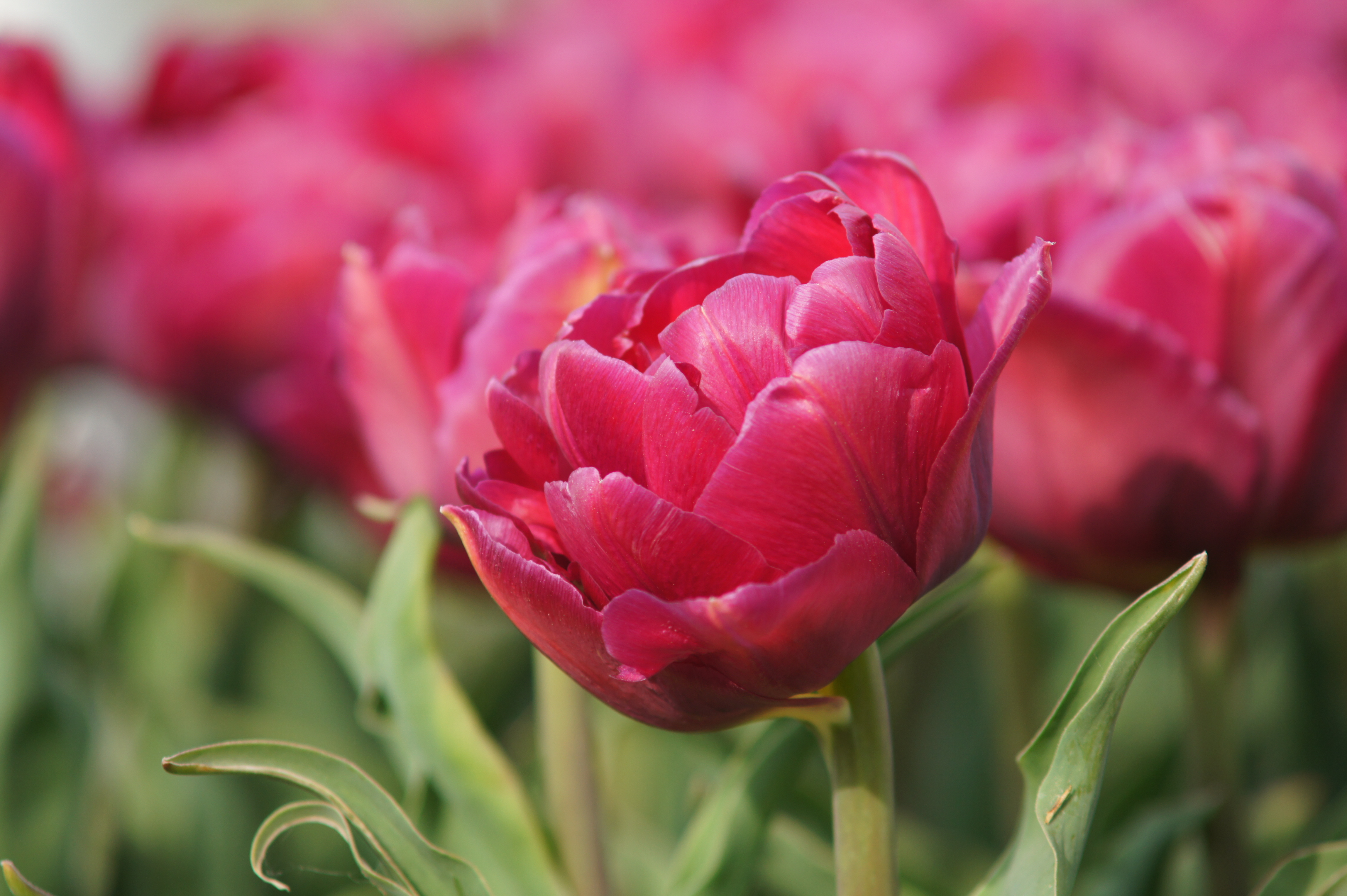 221222_Gef. späte Tulpen World Bowl Nahaufnahme einer gefüllten, dunkelrosa bis roten Tulpe im Beet, unscharfer Hintergrund mit weiteren Tulpen und grünen Blättern