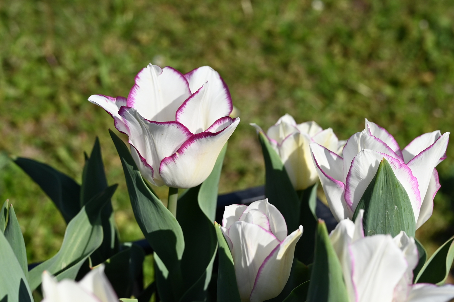 223312_Affaire_3 Nahaufnahme von weißen Tulpen mit violettem Rand an den Blütenblättern, grünen Blättern und unscharfem Gartenhintergrund