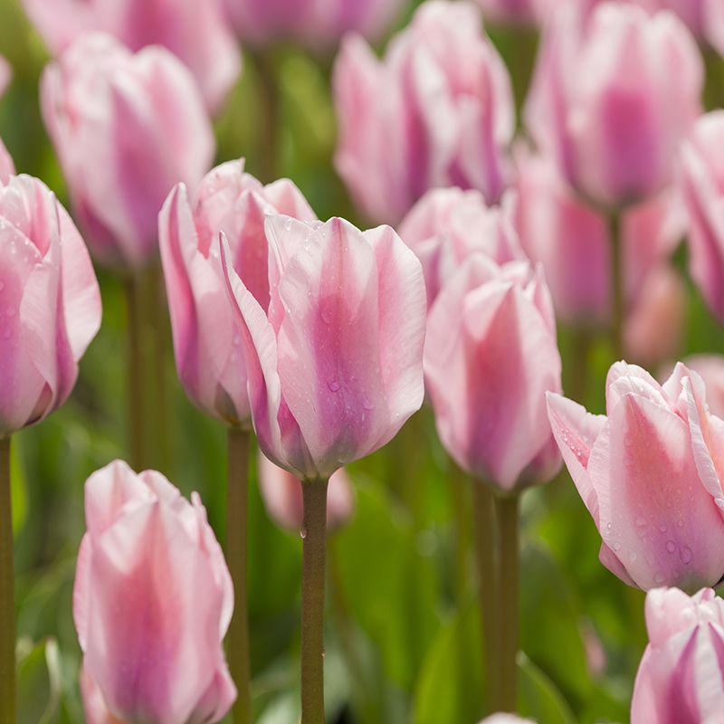 232742_Fosteriana-Tulpen Sweet Sixteen Nahaufnahme von rosa Tulpen mit Tautropfen auf grünen Stielen, frühlingshafte Blüten