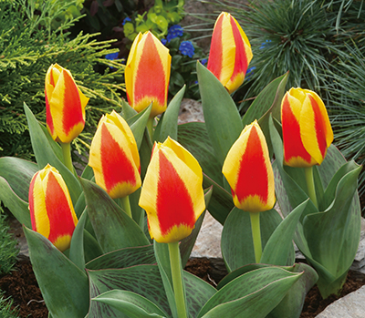 Kaufmanniana-Tulpen Stresa
