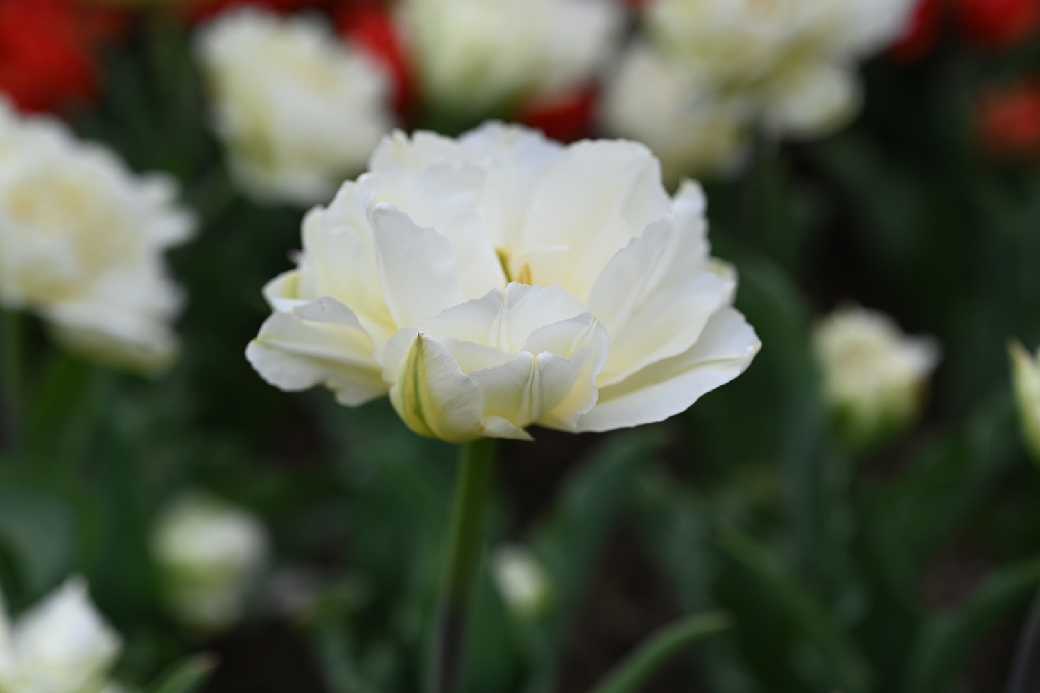 Nahaufnahme einer weiß gefüllten Tulpe (Pfingstrosen-Tulpe) mit grünem Stiel und unscharfem Blumenbeet im Hintergrund