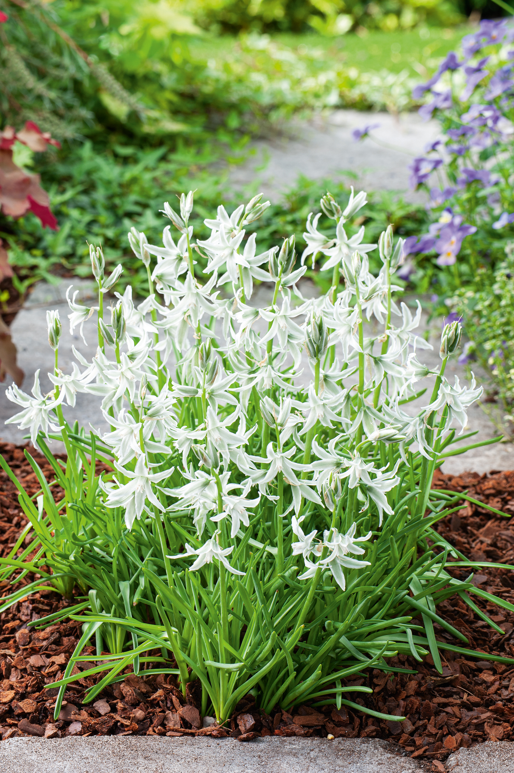 265761_Omithogalum_nutans Nahaufnahme eines dichten Büschels weißer, sternförmiger Frühlingsblüten mit schlanken grünen Blättern, gepflanzt in einem Beet mit Rindenmulch; im Hintergrund unscharfer Gehweg und violette Blüten.