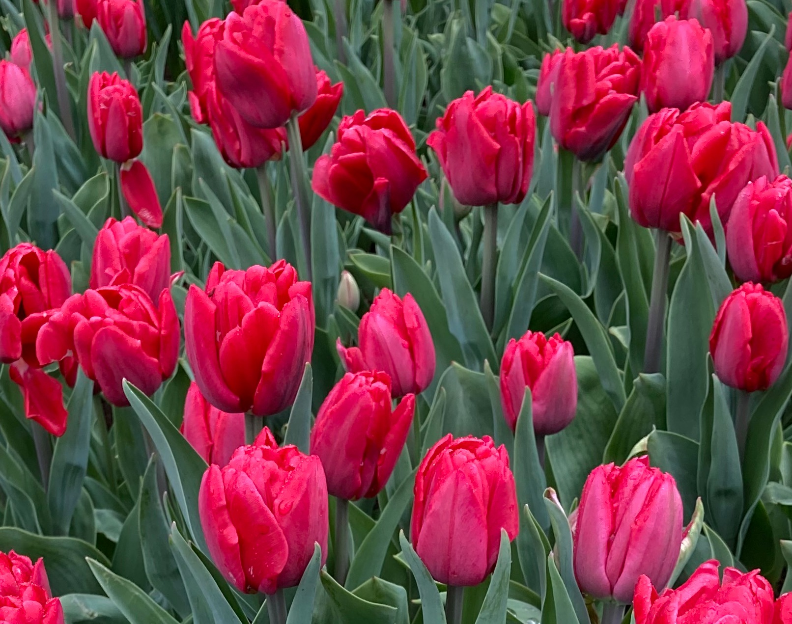 Nahaufnahme roter Tulpen mit grünen Blättern und Wassertropfen im Blumenbeet
