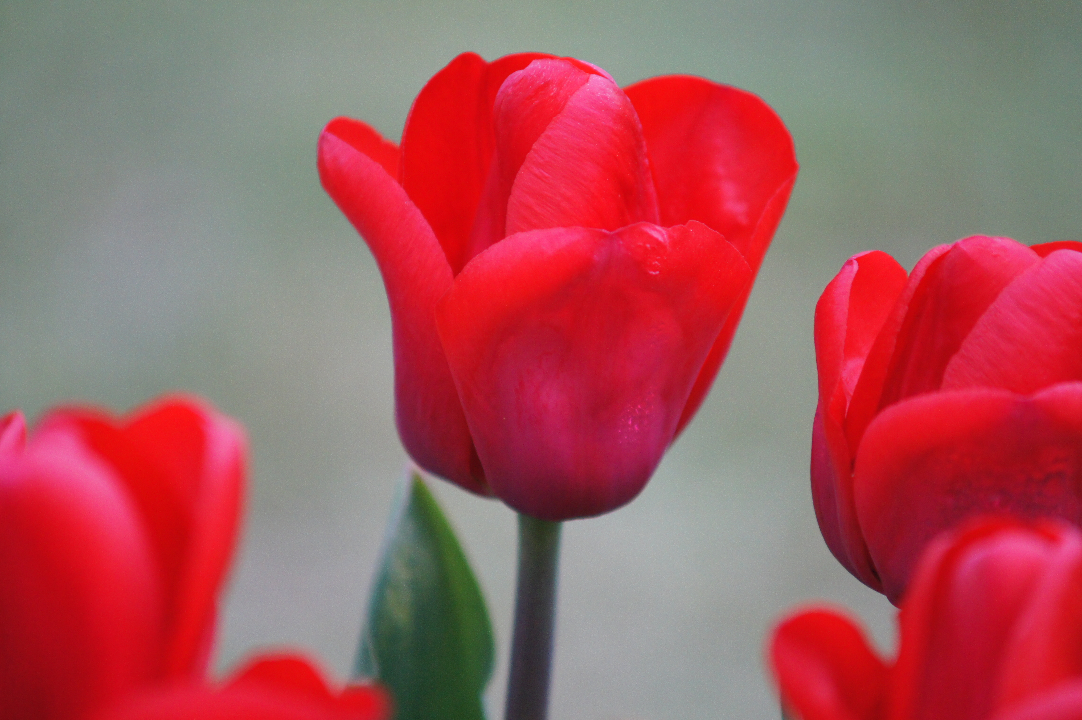 223702_Triumph-Tulpen First Star Nahaufnahme einer roten Tulpe mit geöffneten Blütenblättern vor unscharfem grün-grauem Hintergrund