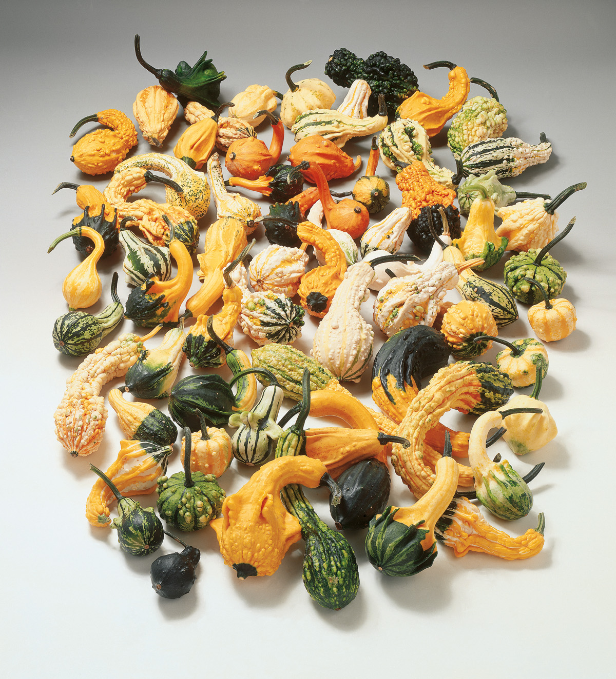 Zierkürbis Indianische Mischung