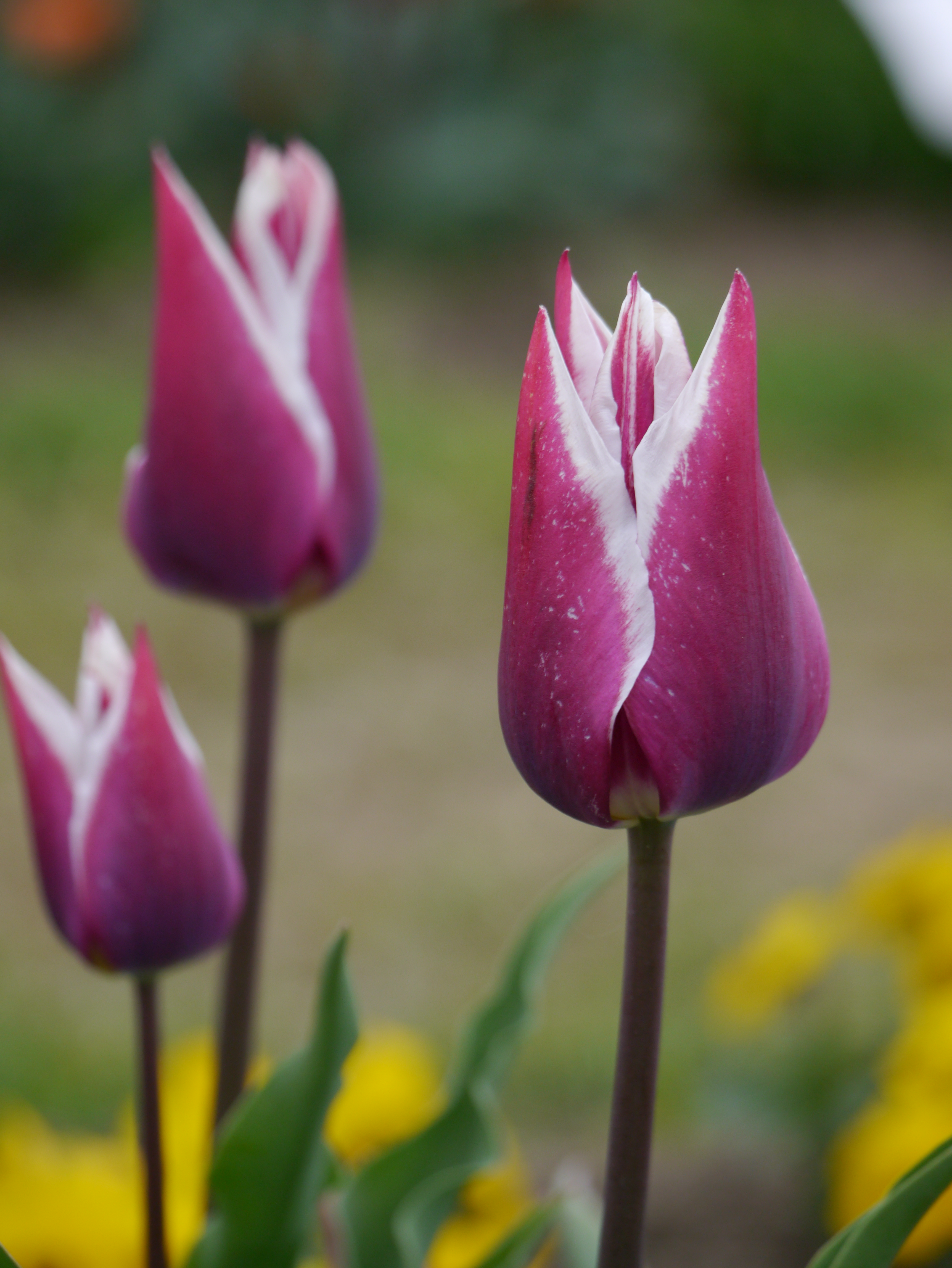 Nahaufnahme von lila Tulpen in einem Garten, die gleichzeitig blühen.